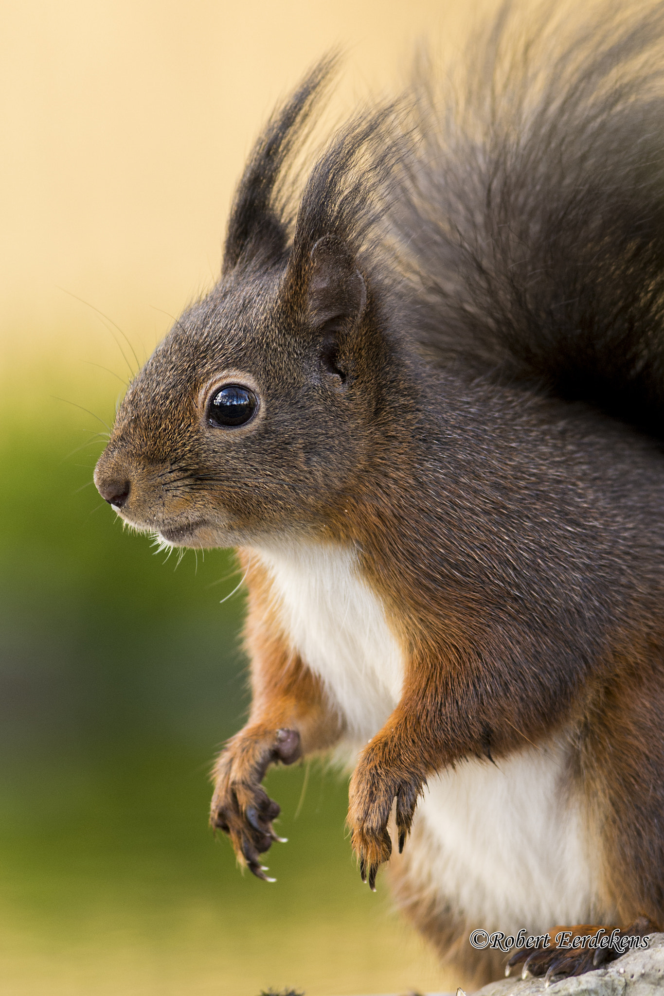Nikon AF-S Nikkor 300mm F2.8G ED VR II sample photo. Squirrel photography