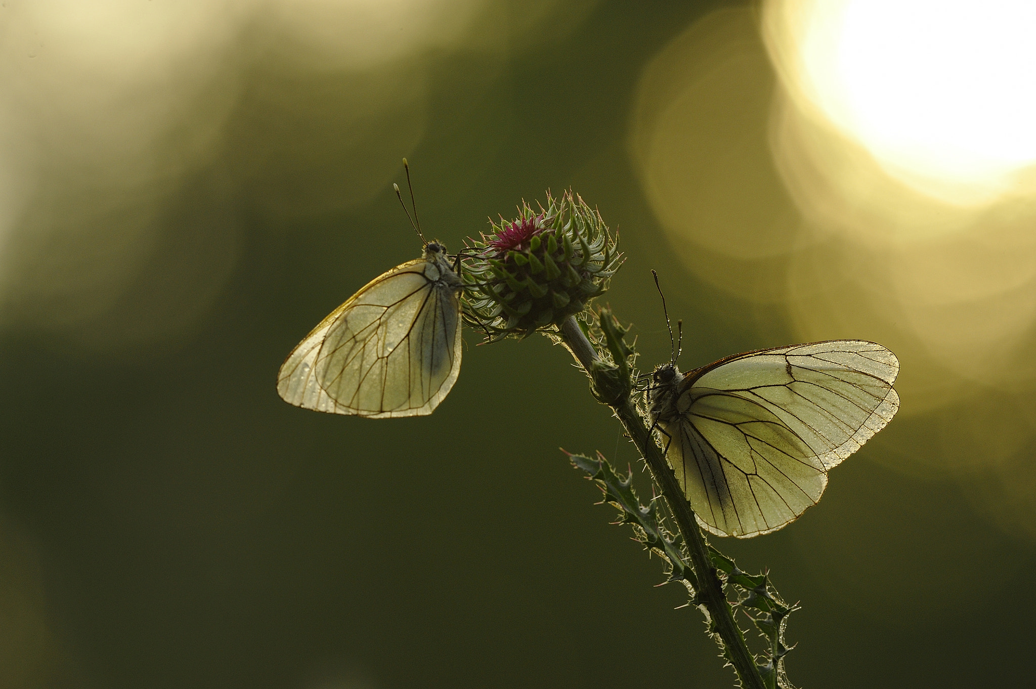 Nikon D700 sample photo. Peride of hawthorn. photography