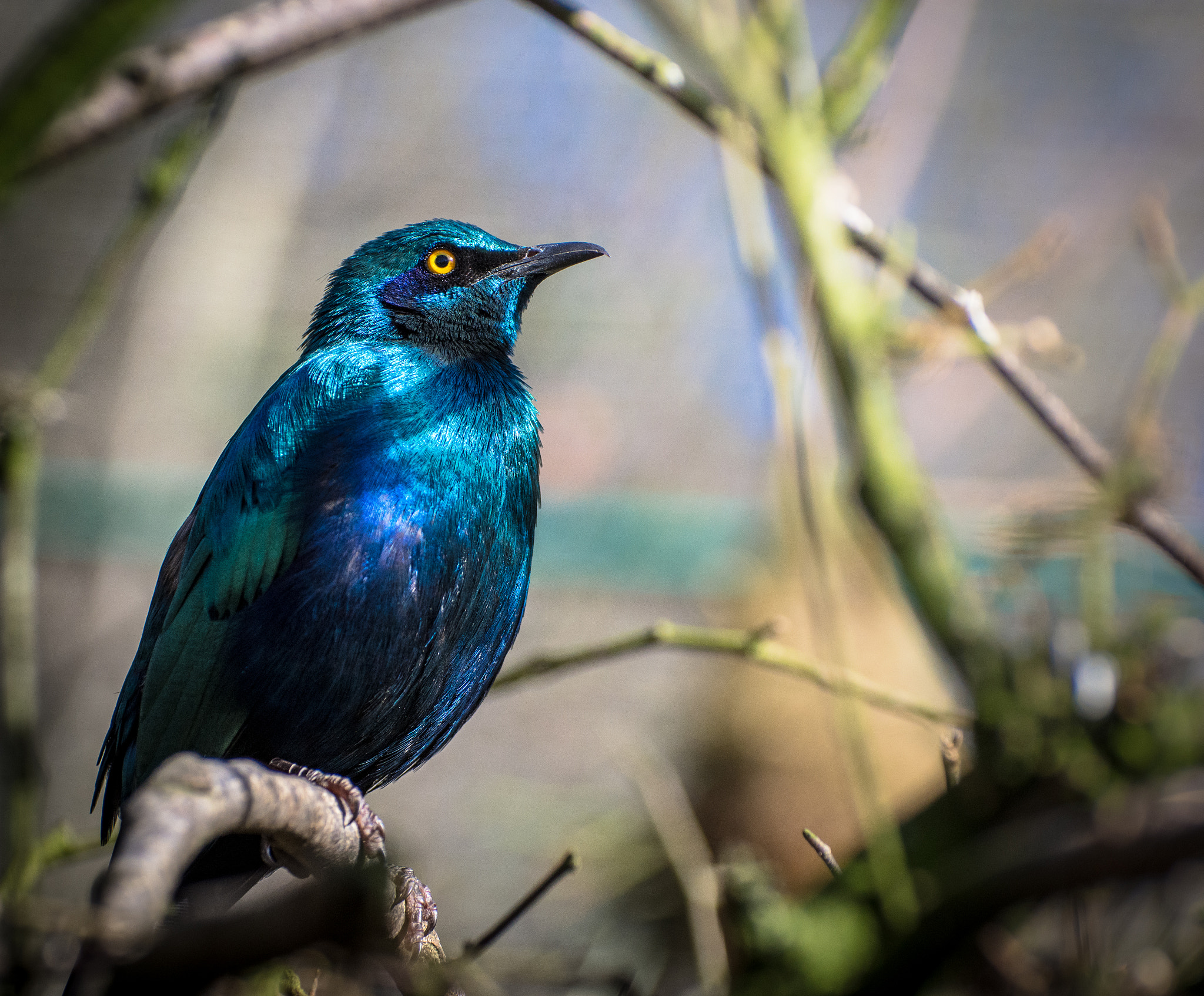 Nikon D7200 sample photo. Blue bird 2 photography