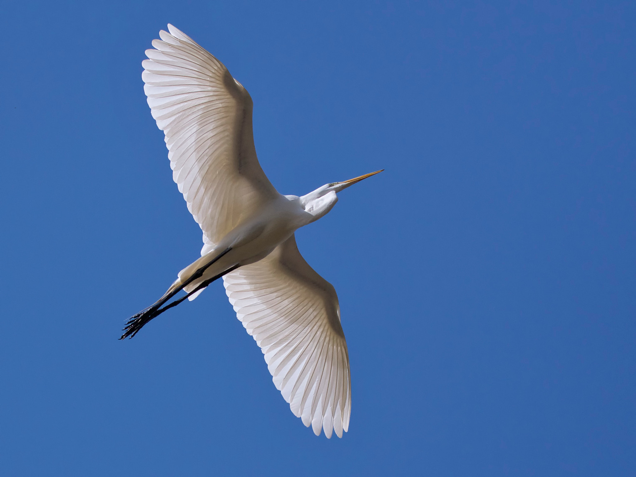 Canon EF 70-300mm F4-5.6L IS USM sample photo. Backlit photography