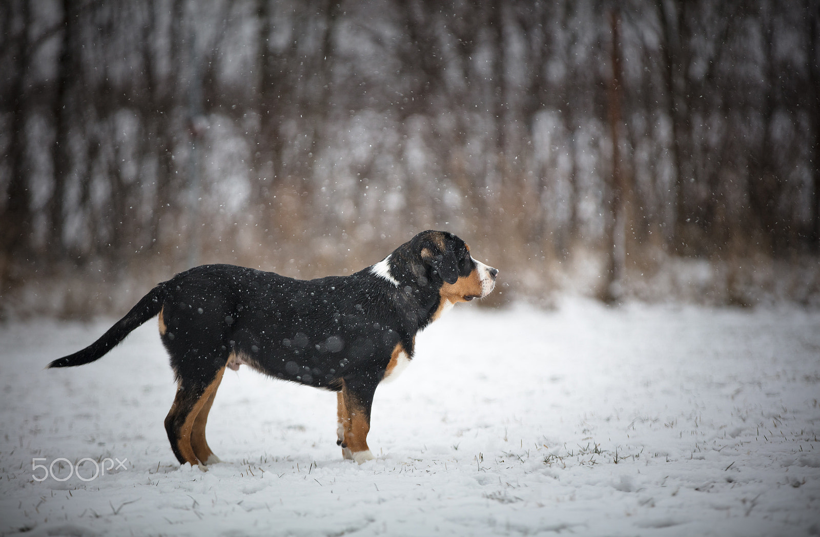 Canon EOS 5DS sample photo. Greater swiss mountain dog puppy photography
