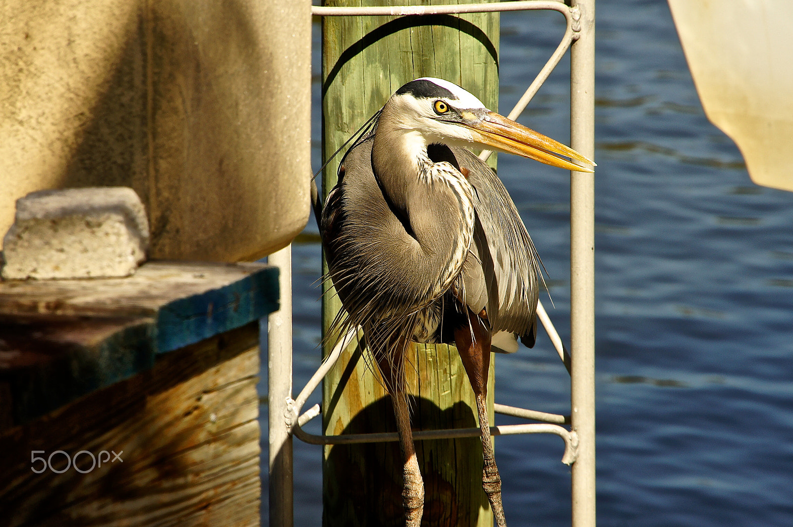 Sony Alpha NEX-5 sample photo. Blue heron posing on the dock photography