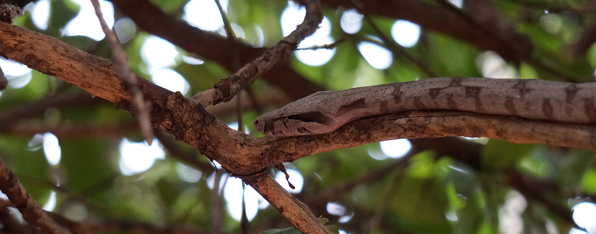 Sony E 55-210mm F4.5-6.3 OSS sample photo. Brazilian python photography