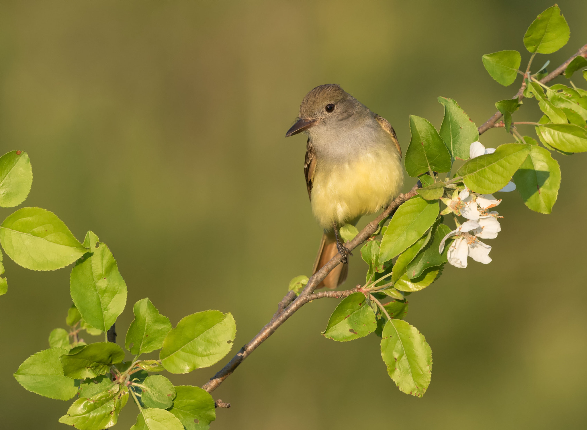 Canon EF 500mm F4L IS USM sample photo. Great created flycatcher photography