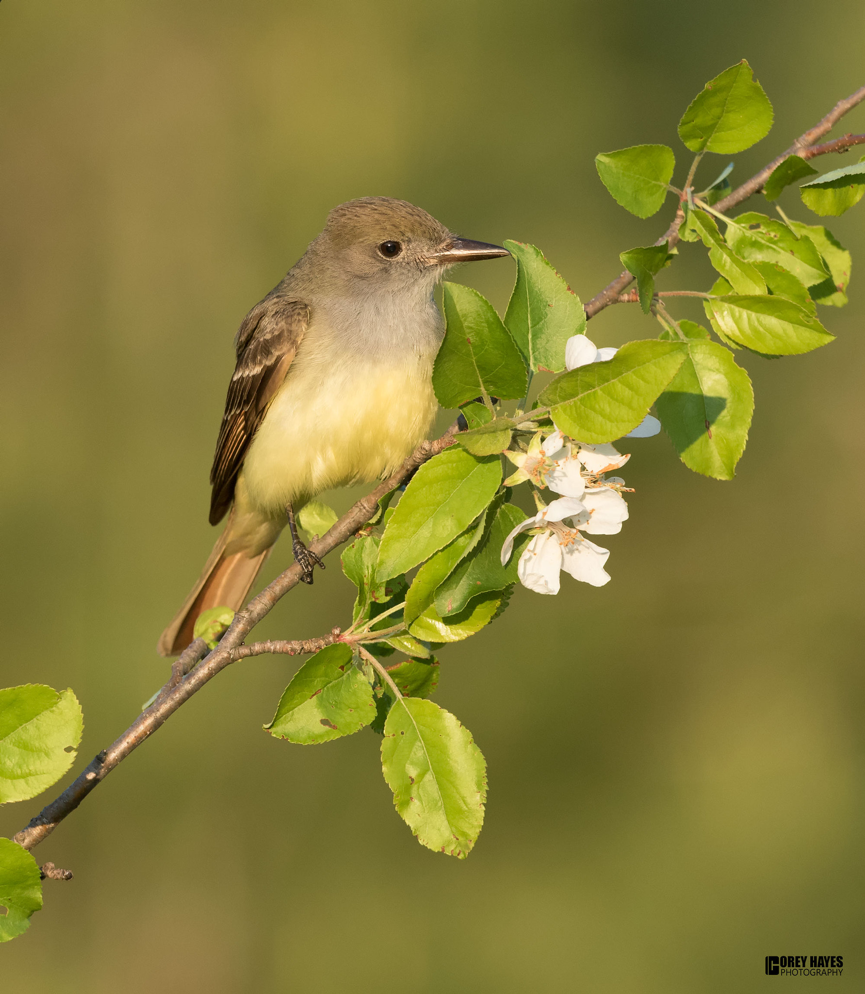 Canon EF 500mm F4L IS USM sample photo. Great created flycatcher photography
