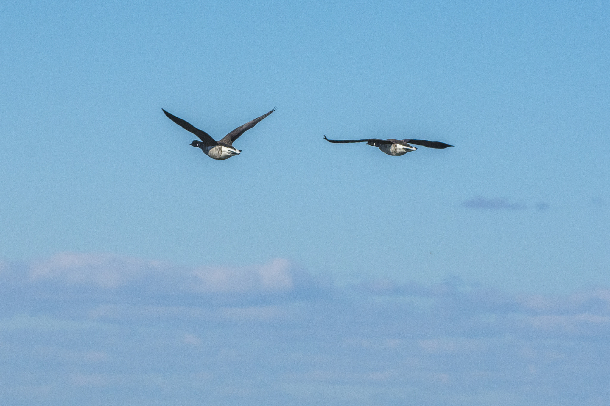 Nikon D7200 sample photo. Simply birds photography