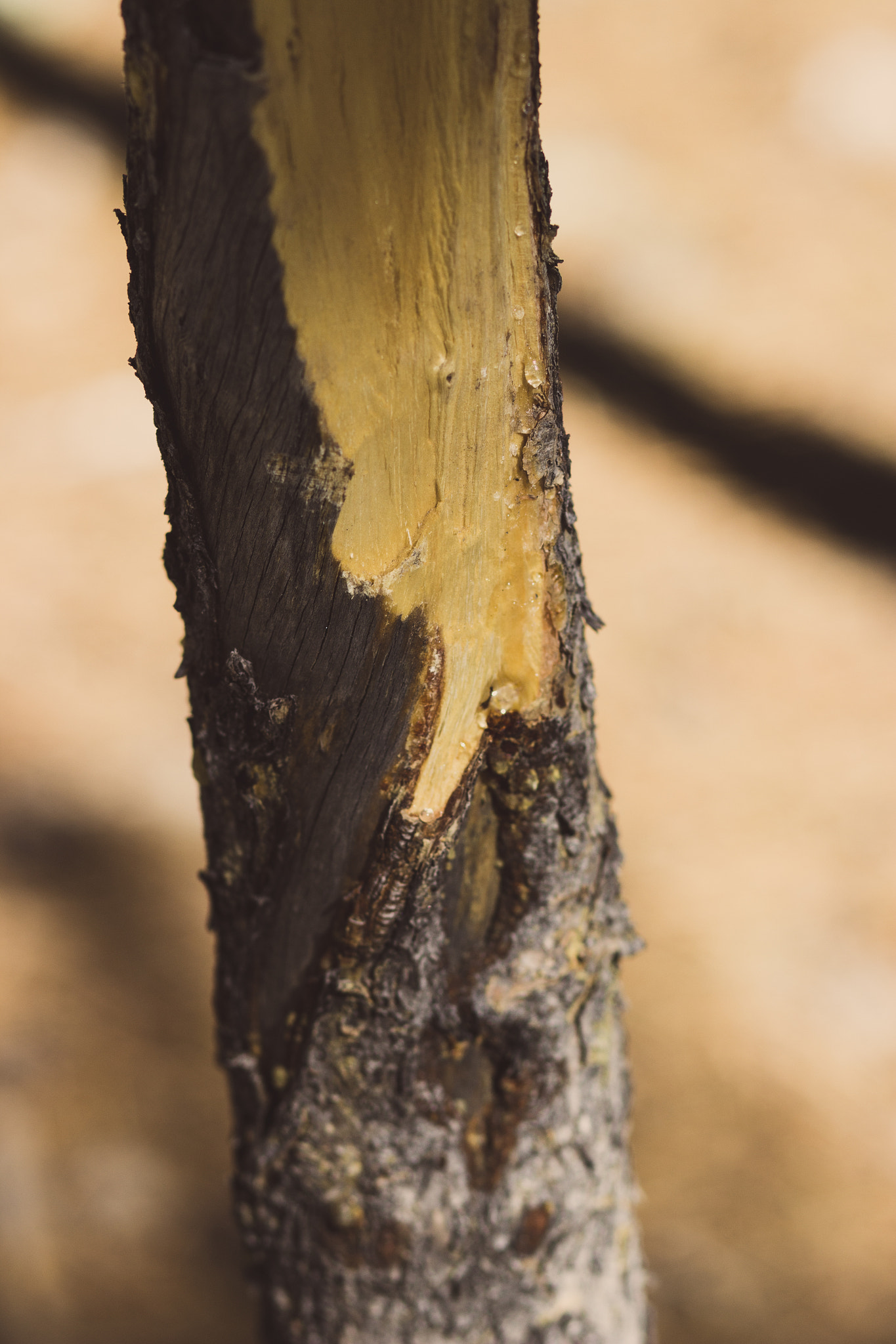 Canon EF 85mm F1.8 USM sample photo. Sap photography