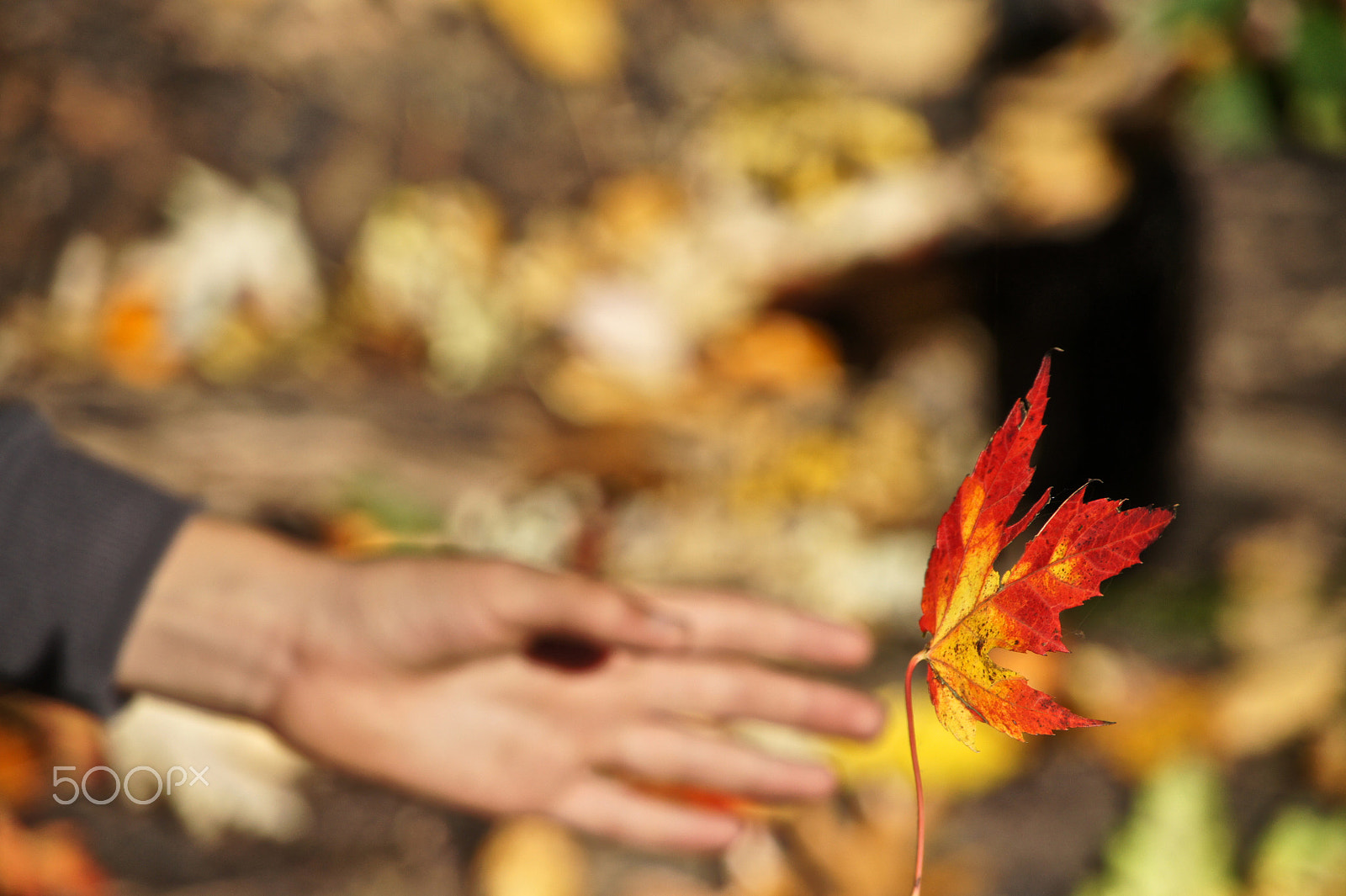 Sony Alpha NEX-5 sample photo. The fleeting seasons photography