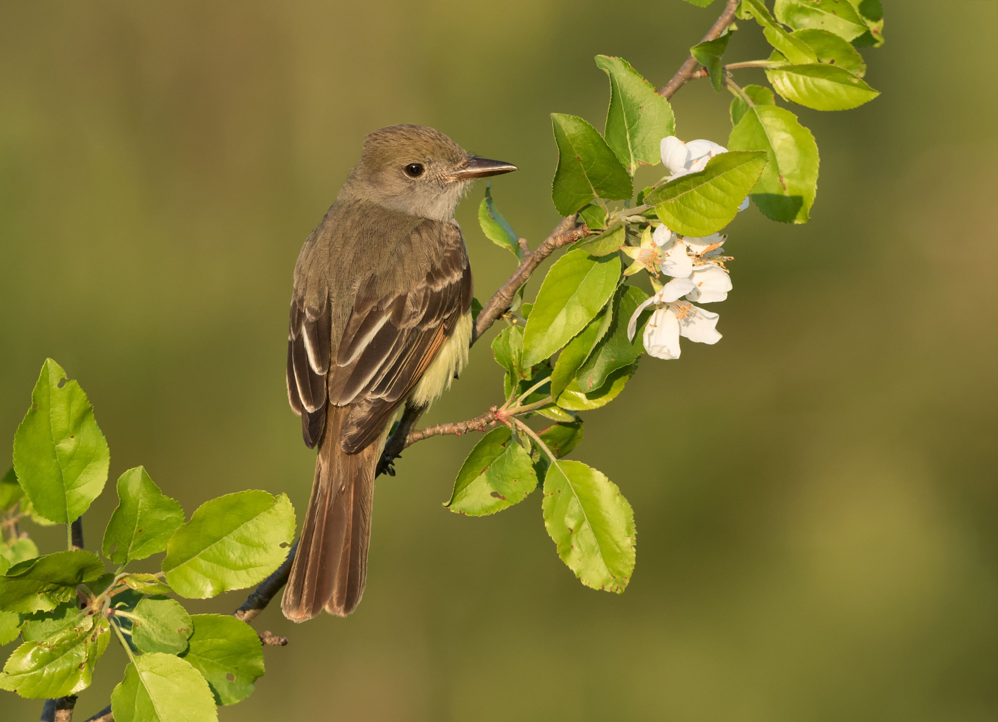 Canon EF 500mm F4L IS USM sample photo. Great created flycatcher photography