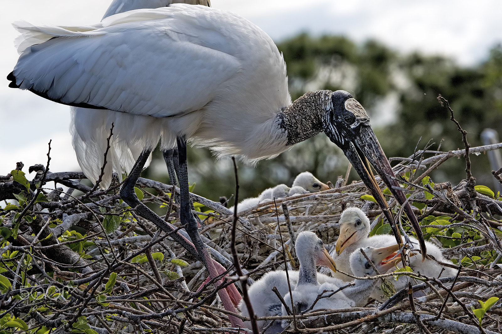 Nikon D810 sample photo. Chicks photography