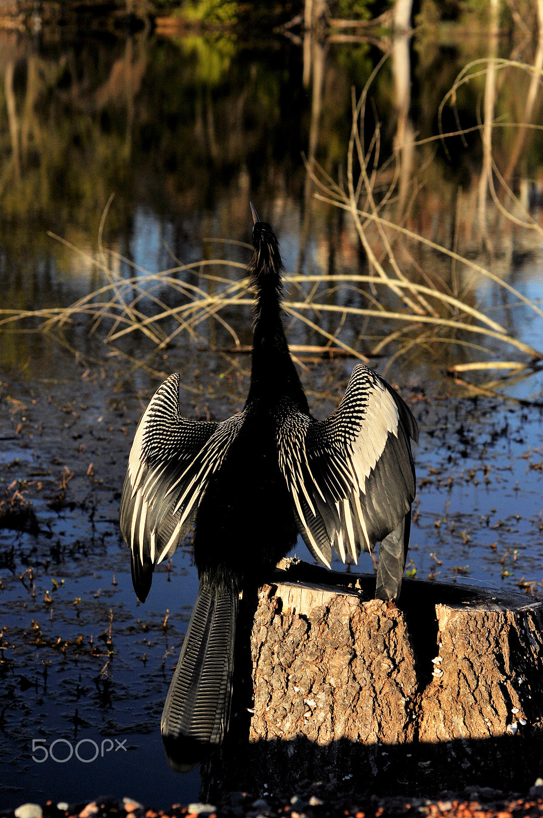 Nikon D90 + Nikon AF Micro-Nikkor 60mm F2.8D sample photo. Anhinga photography