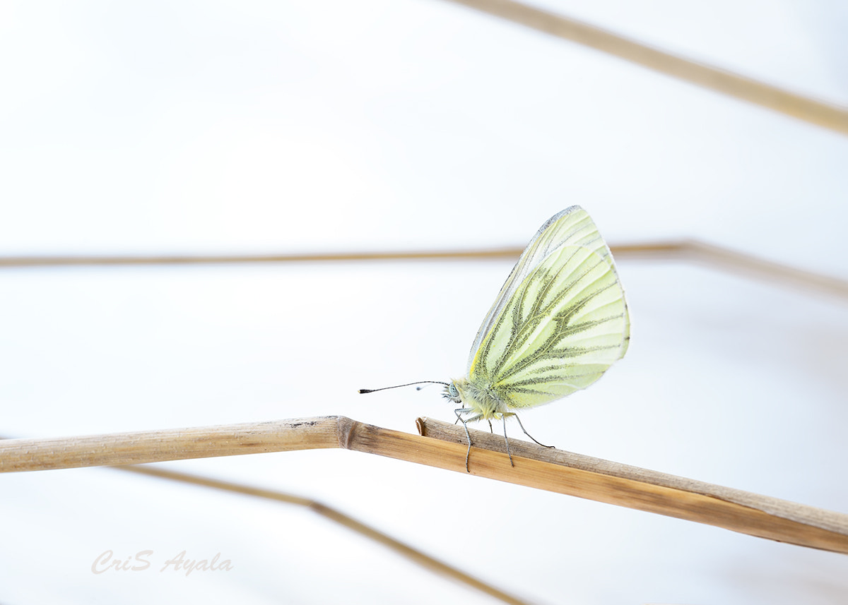 Nikon D4 sample photo. Awaiting your return photography