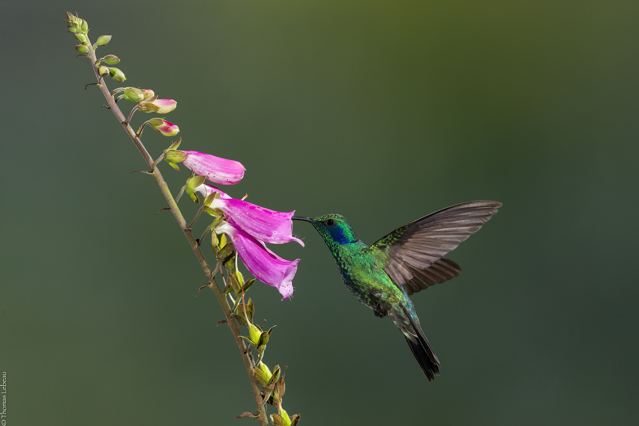 Canon EOS-1D X sample photo. Green violetear photography