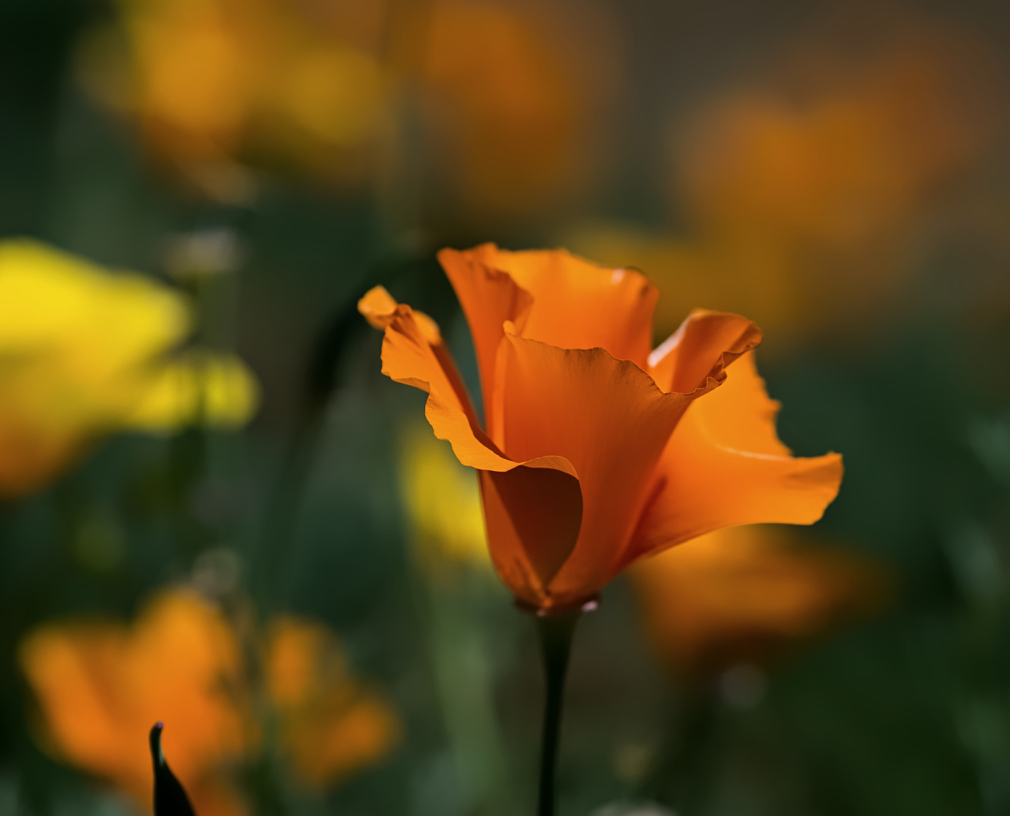 Pentax K-50 sample photo. Poppy photography