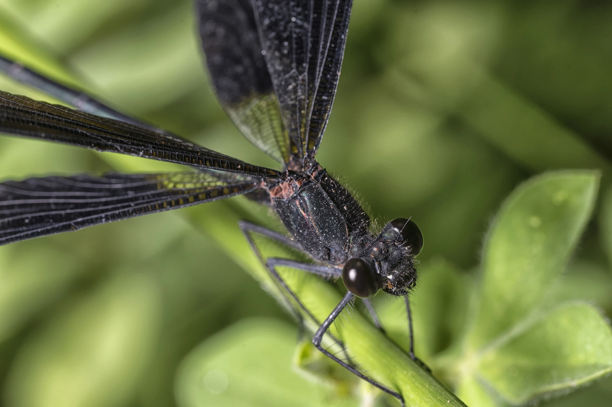 Pentax K-3 + Tamron SP AF 90mm F2.8 Di Macro sample photo. Black eyes photography