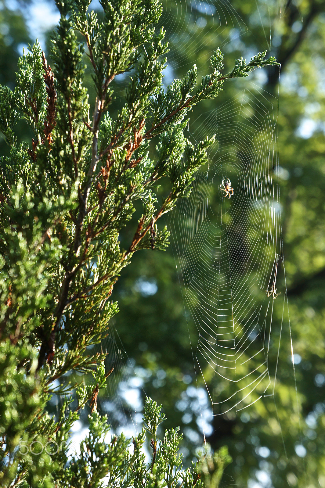 Sony E 18-55mm F3.5-5.6 OSS sample photo. Nature's fly catchers photography
