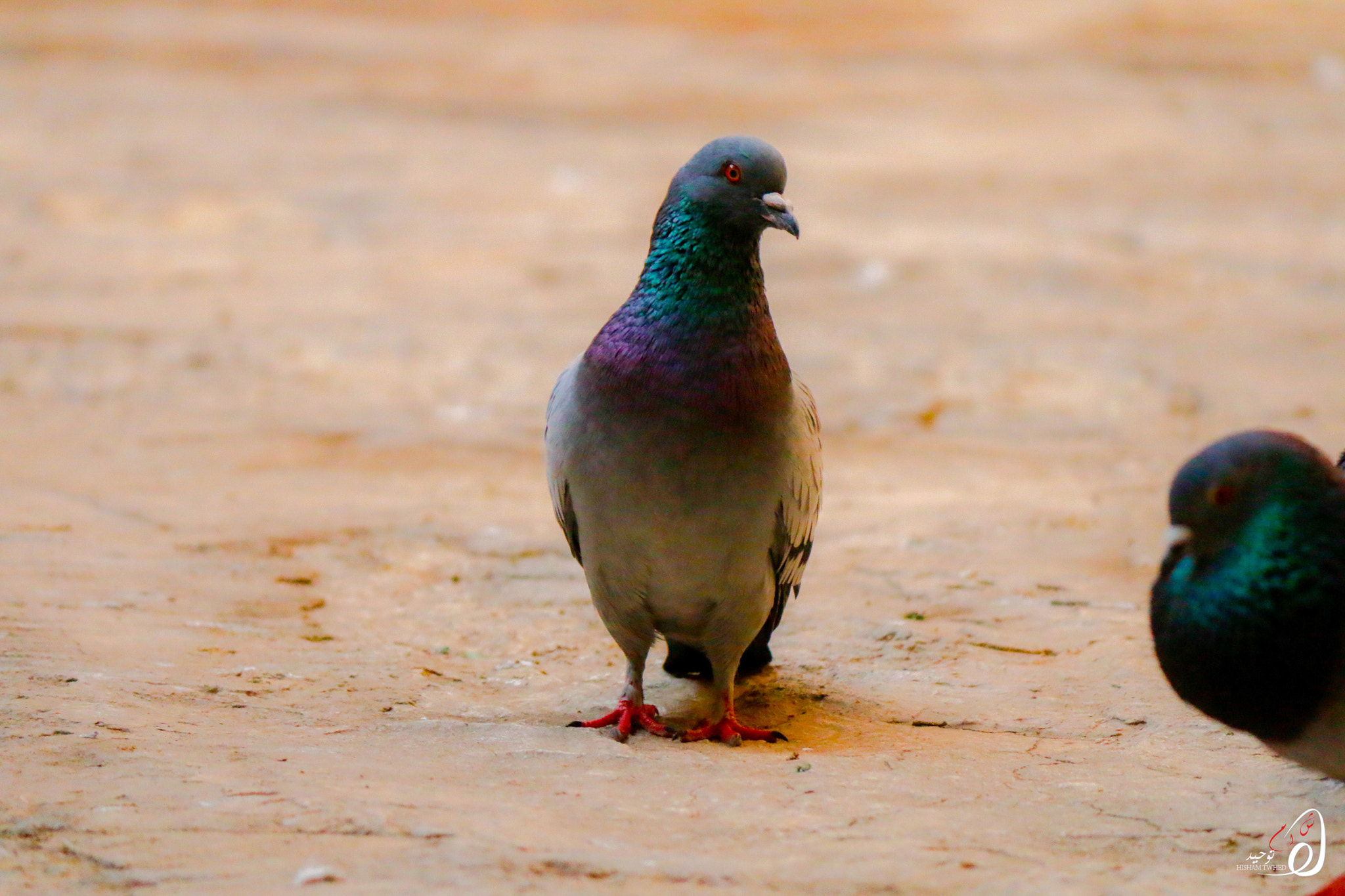 Canon EF-S 55-250mm F4-5.6 IS II sample photo