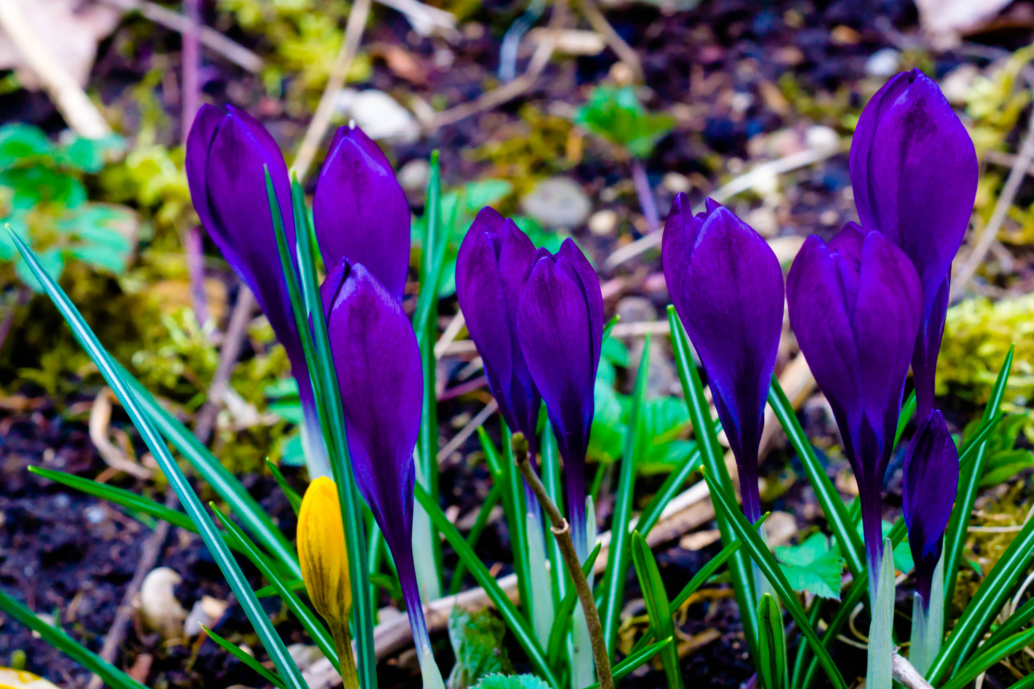 MACRO 50mm F2.8 sample photo. Wir nennen es liebe ... photography