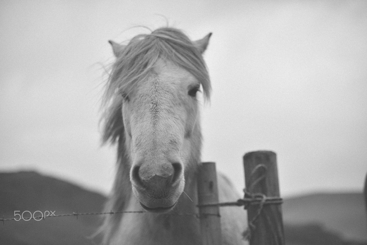 Nikon D750 + Nikon AF Nikkor 50mm F1.4D sample photo. Wild horse b&w photography