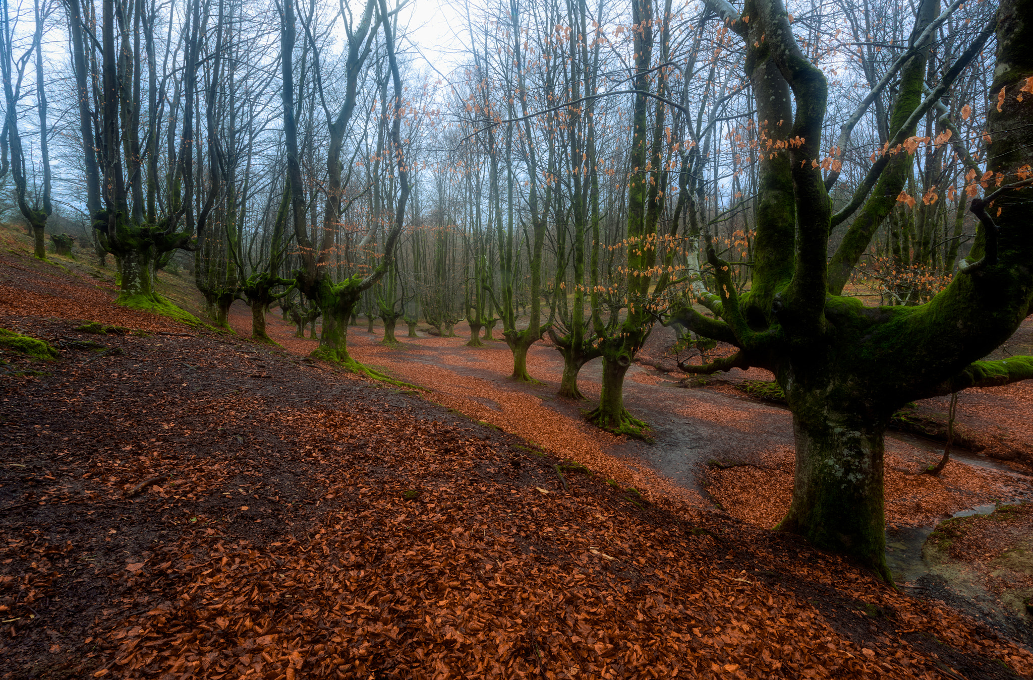 Tamron SP 15-30mm F2.8 Di VC USD sample photo. Otzarreta photography