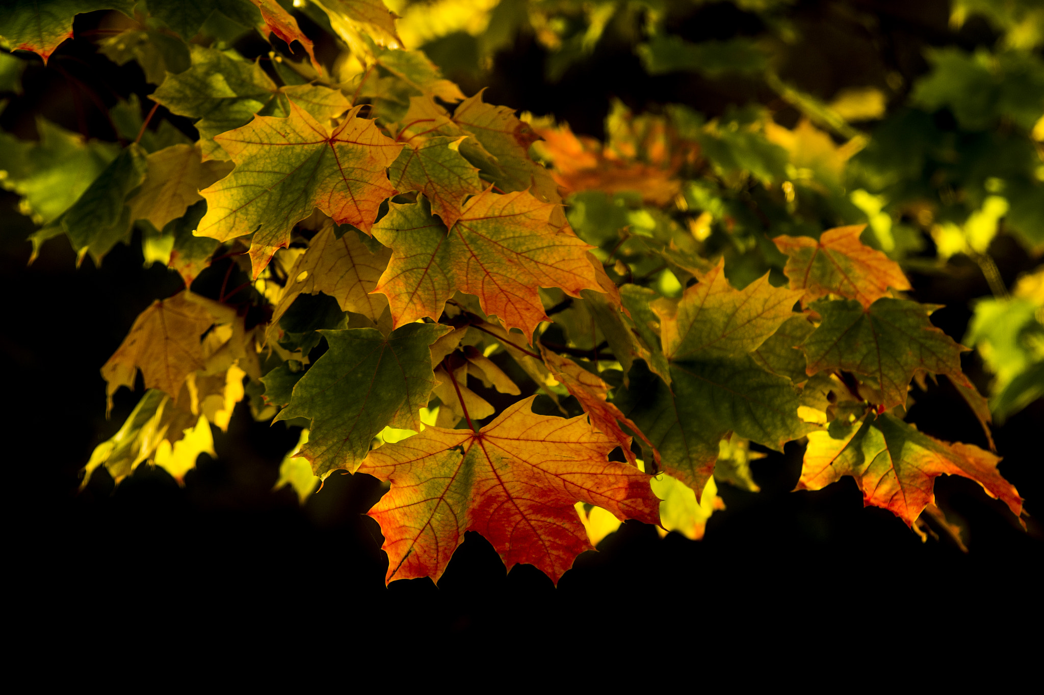 Canon EF 200mm F2.8L II USM sample photo. Autumn leaves photography