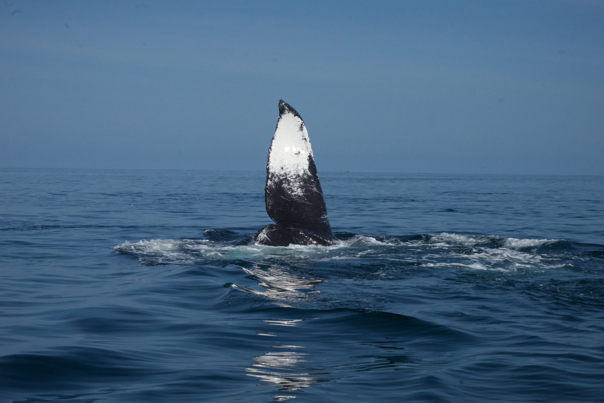 Sony a7R sample photo. I speak whale photography