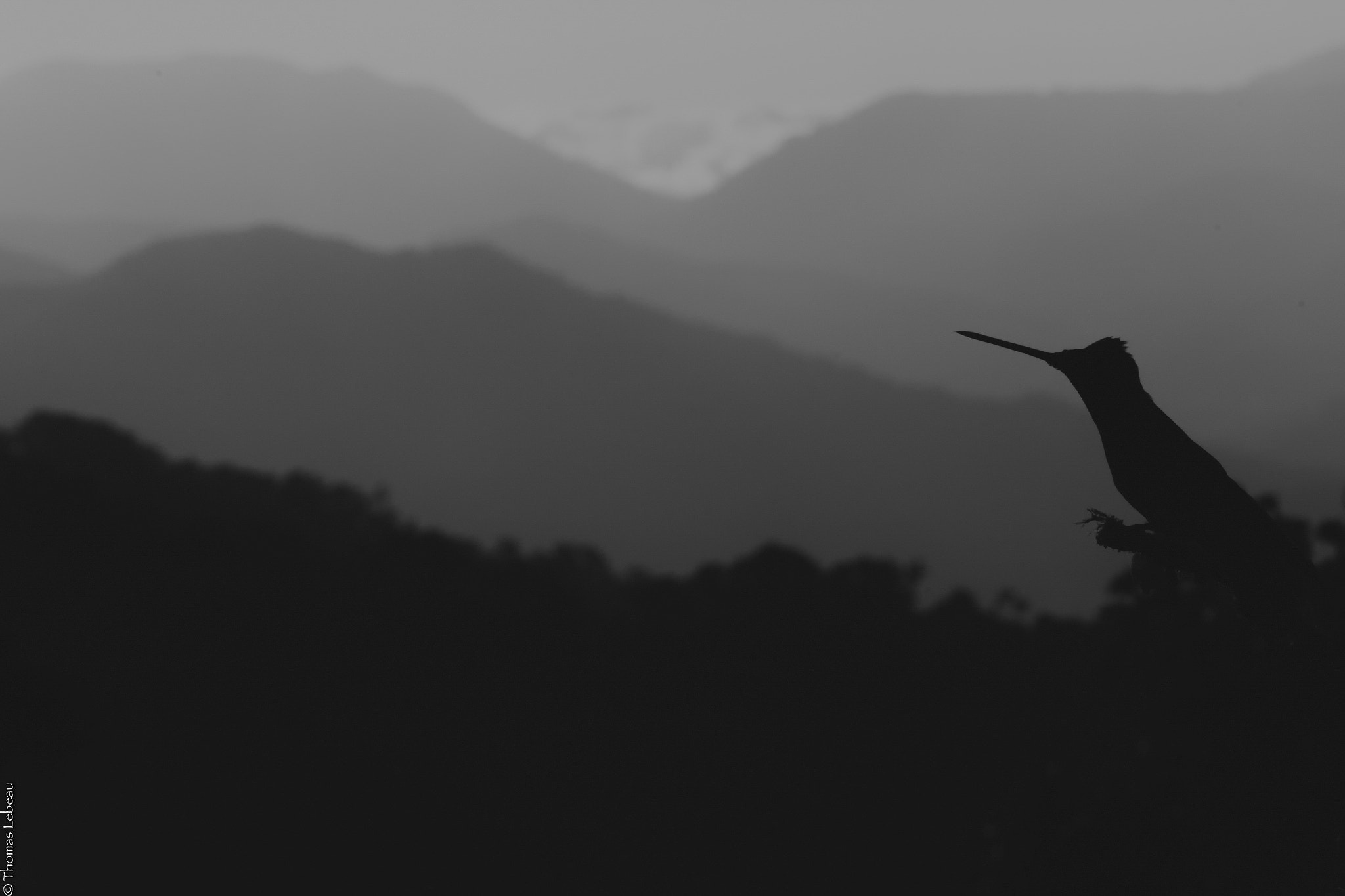 Canon EOS-1D X sample photo. Hummingbird at 8700 ft elevation photography