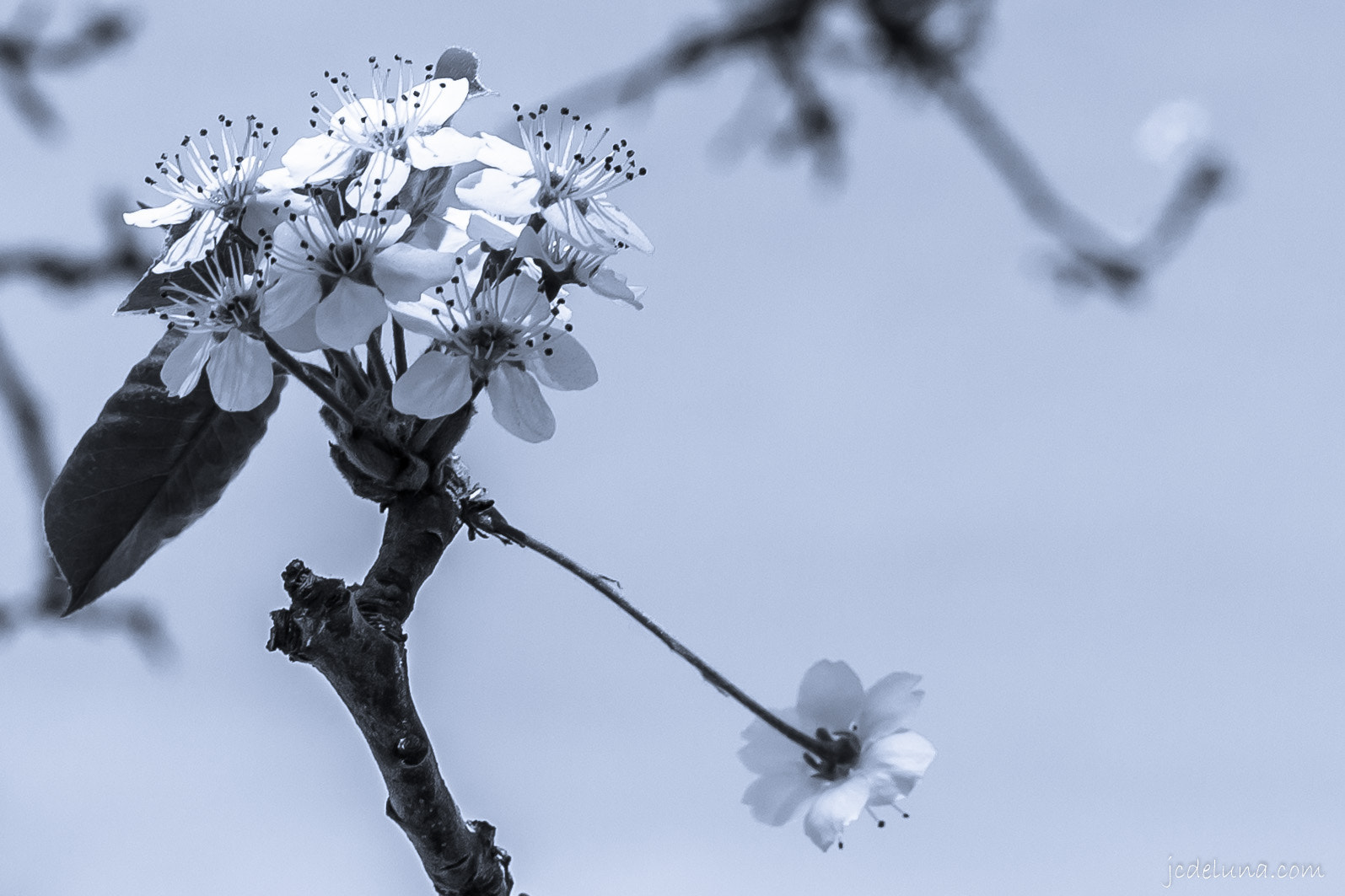 Canon EF 40mm F2.8 STM sample photo. White small flowers photography