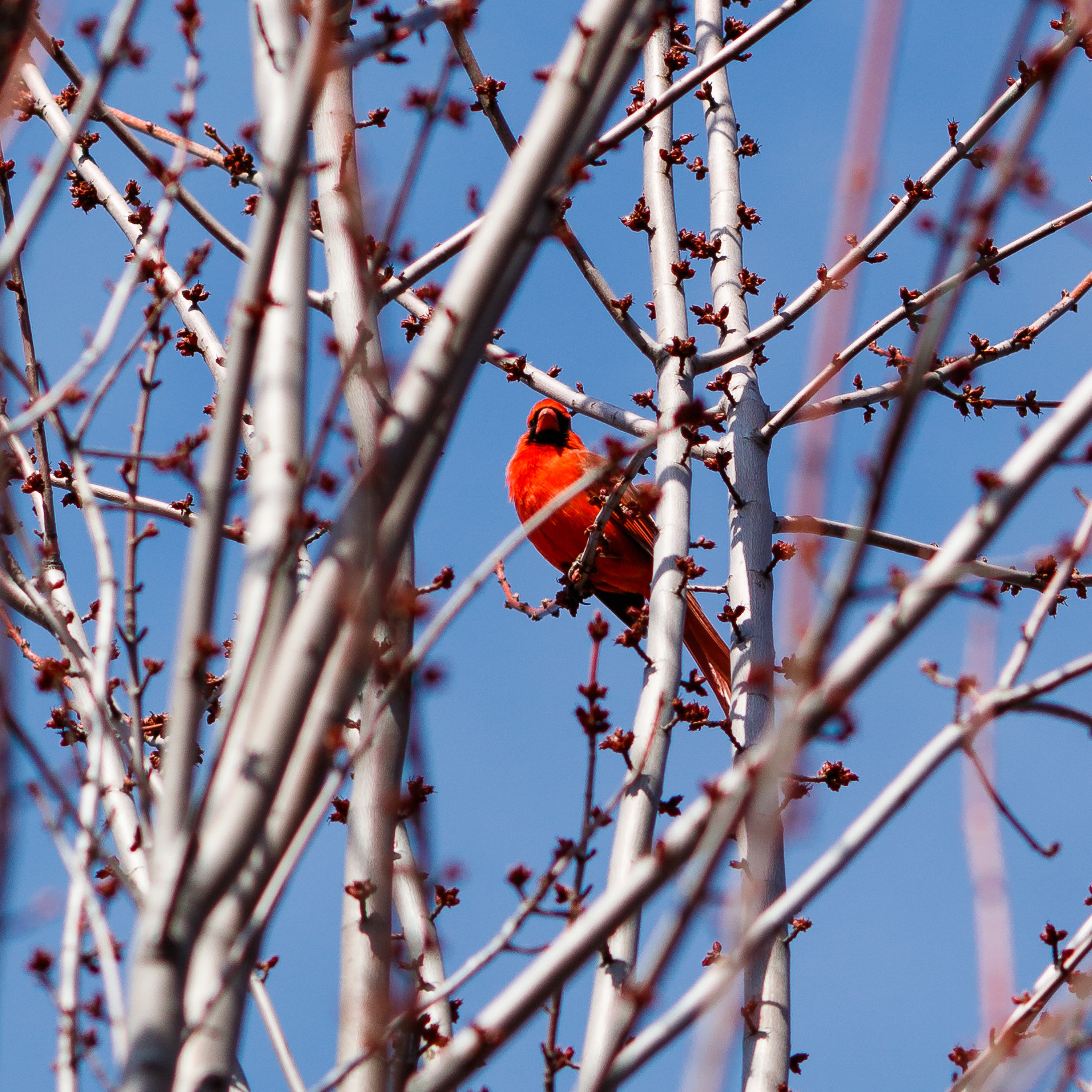 Canon EOS 7D Mark II sample photo. Signs of spring photography