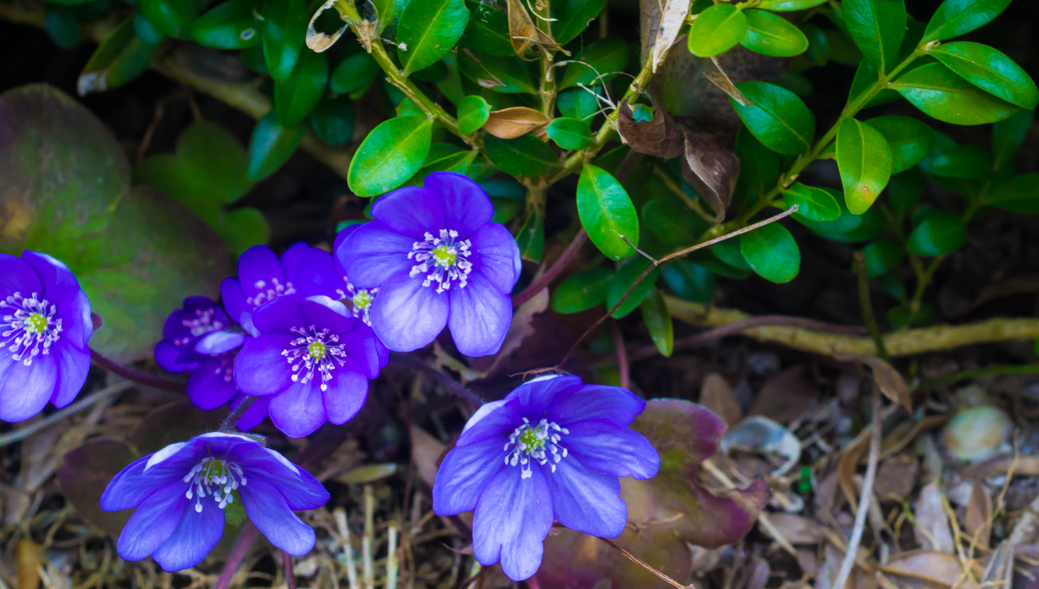 MACRO 50mm F2.8 sample photo. Sie ducken sich unter die hecke photography