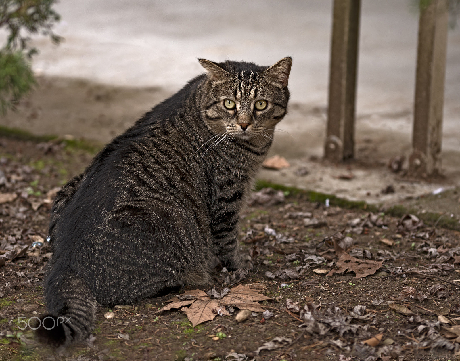 Sigma 105mm F2.8 EX DG OS HSM sample photo. Neighborhood cat photography