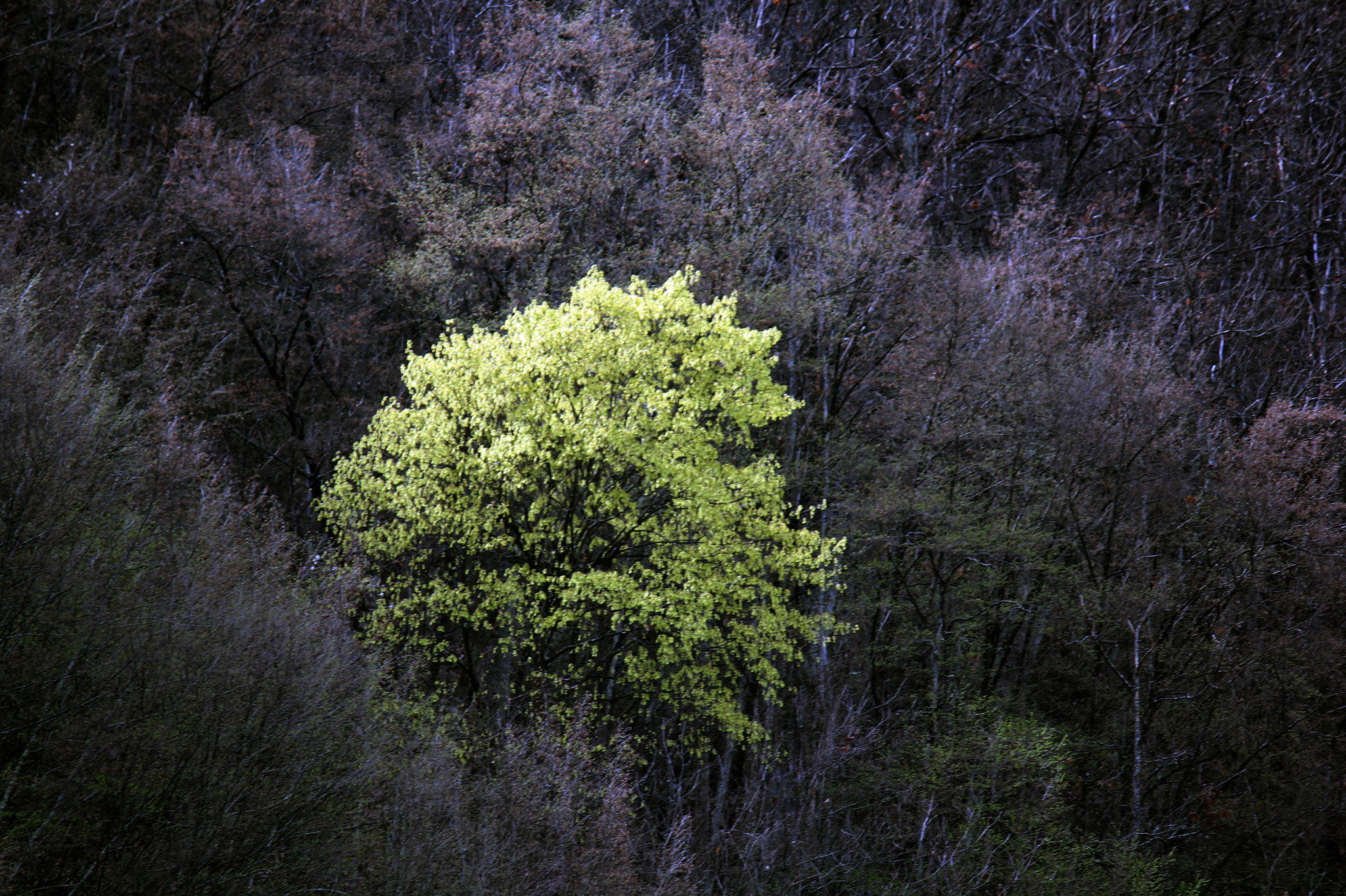 Canon EF-S 55-250mm F4-5.6 IS sample photo. New spring photography