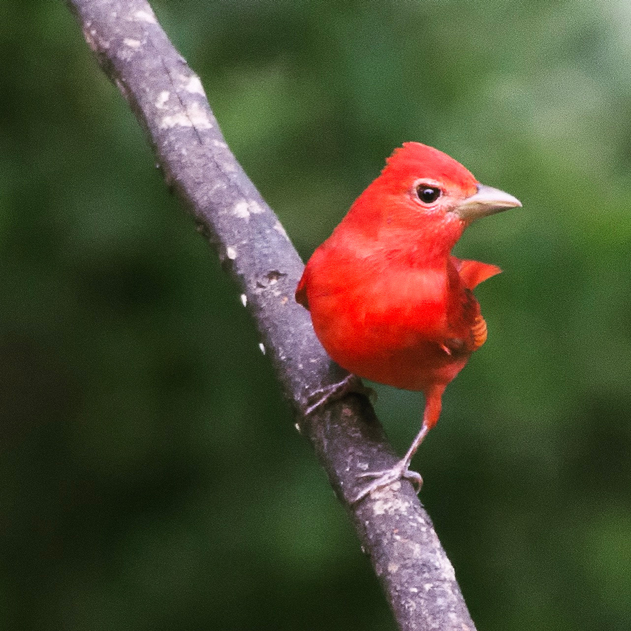 Sony a99 II sample photo. Piranga rubra. colombia. >1.800 bird especies. sho ... photography