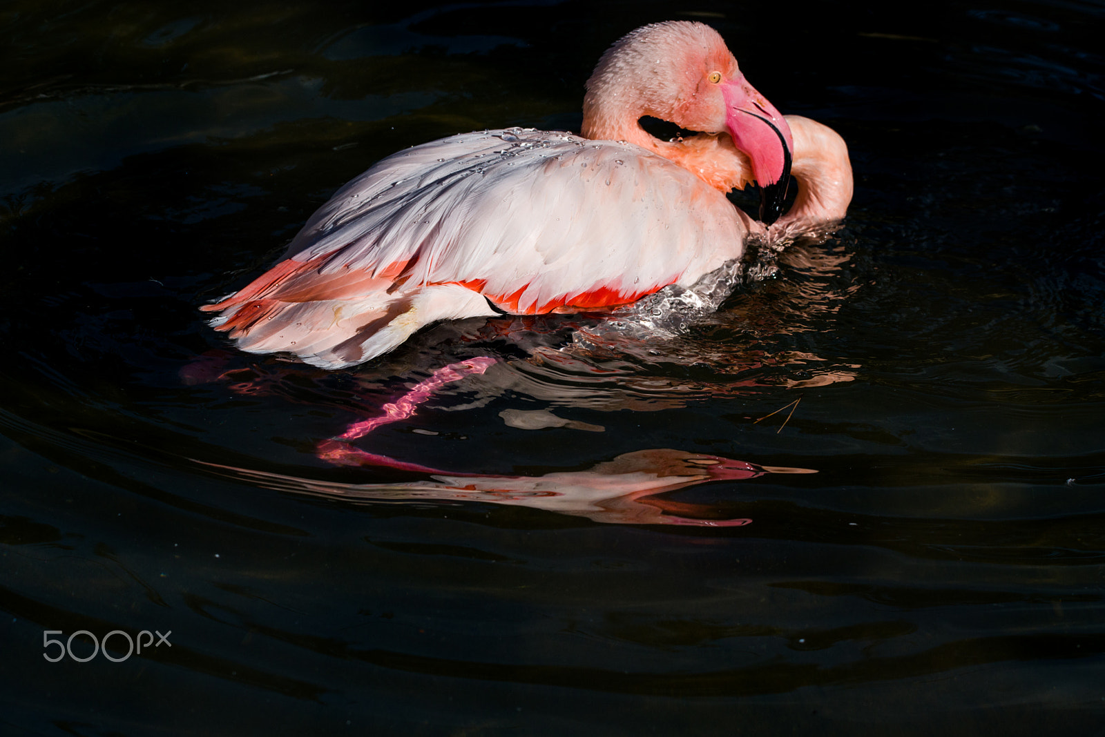 Sigma 150-600mm F5-6.3 DG OS HSM | C sample photo. Reflection photography