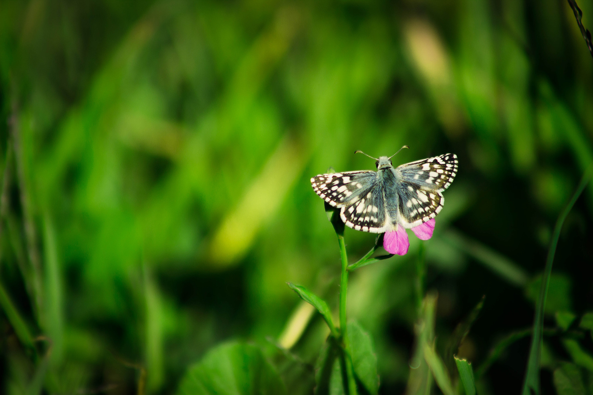 Canon EOS 600D (Rebel EOS T3i / EOS Kiss X5) + EF75-300mm f/4-5.6 sample photo. Butterfly photography