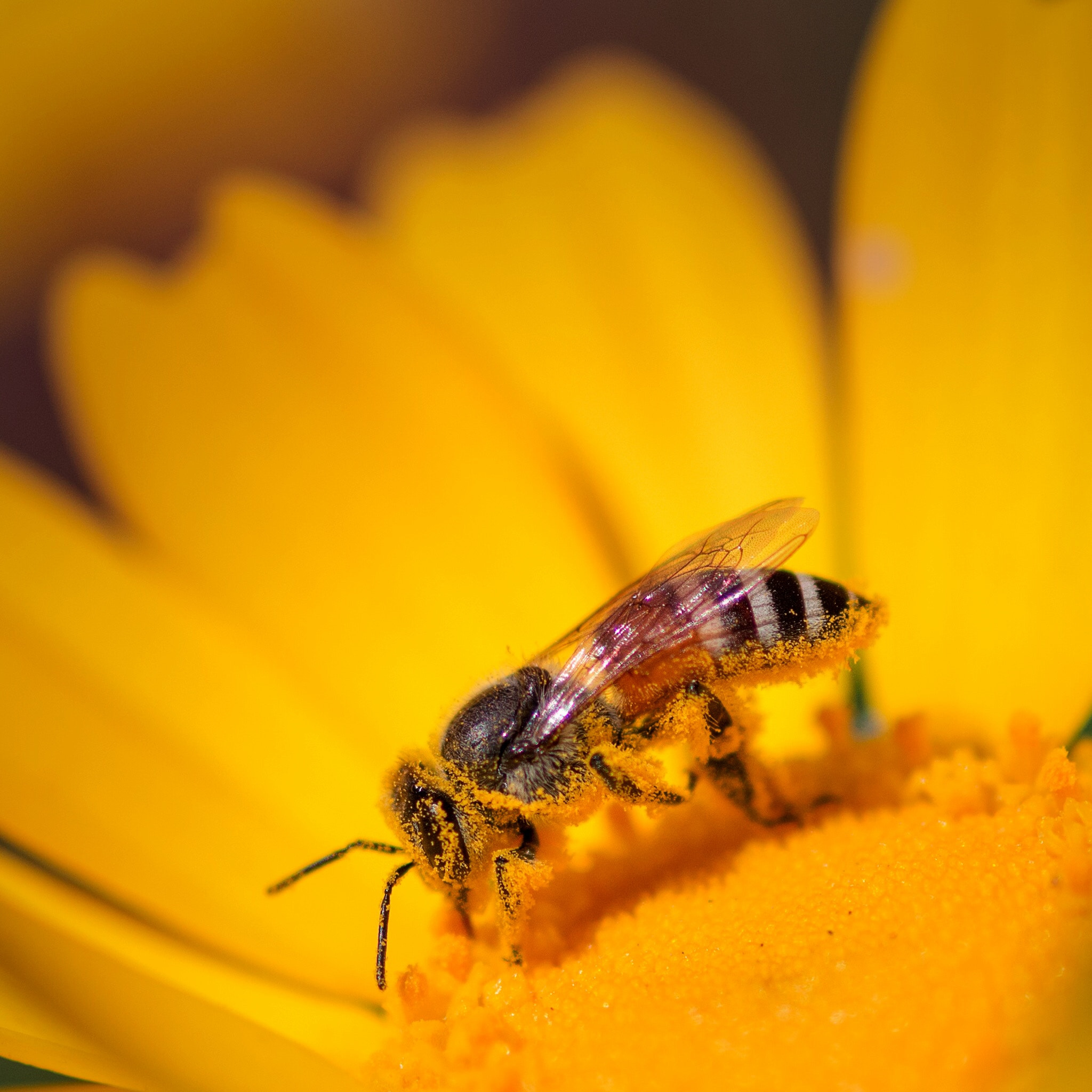 Pentax smc D-FA 100mm F2.8 Macro WR sample photo