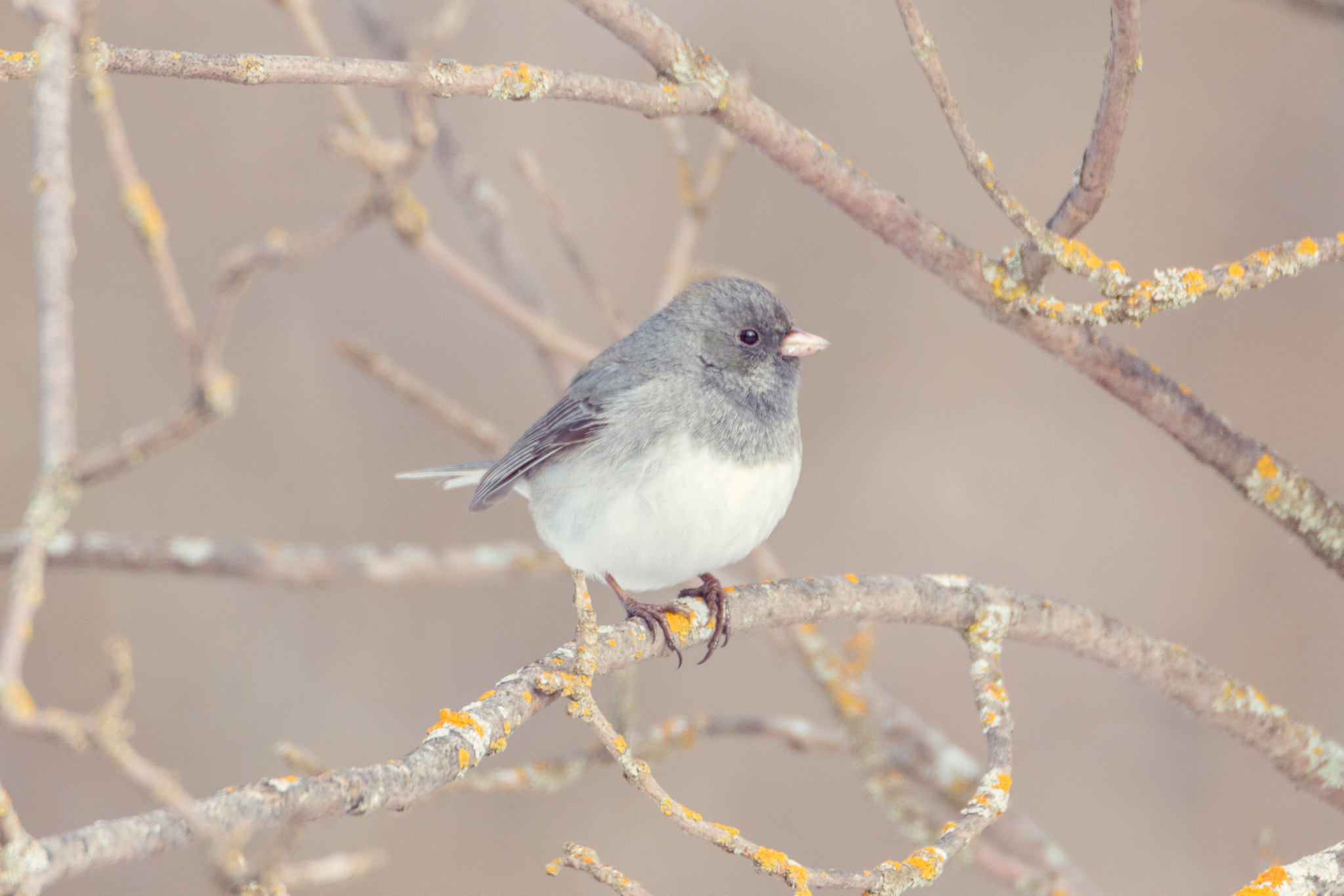 Tamron SP 150-600mm F5-6.3 Di VC USD sample photo. Dark eyed junco photography