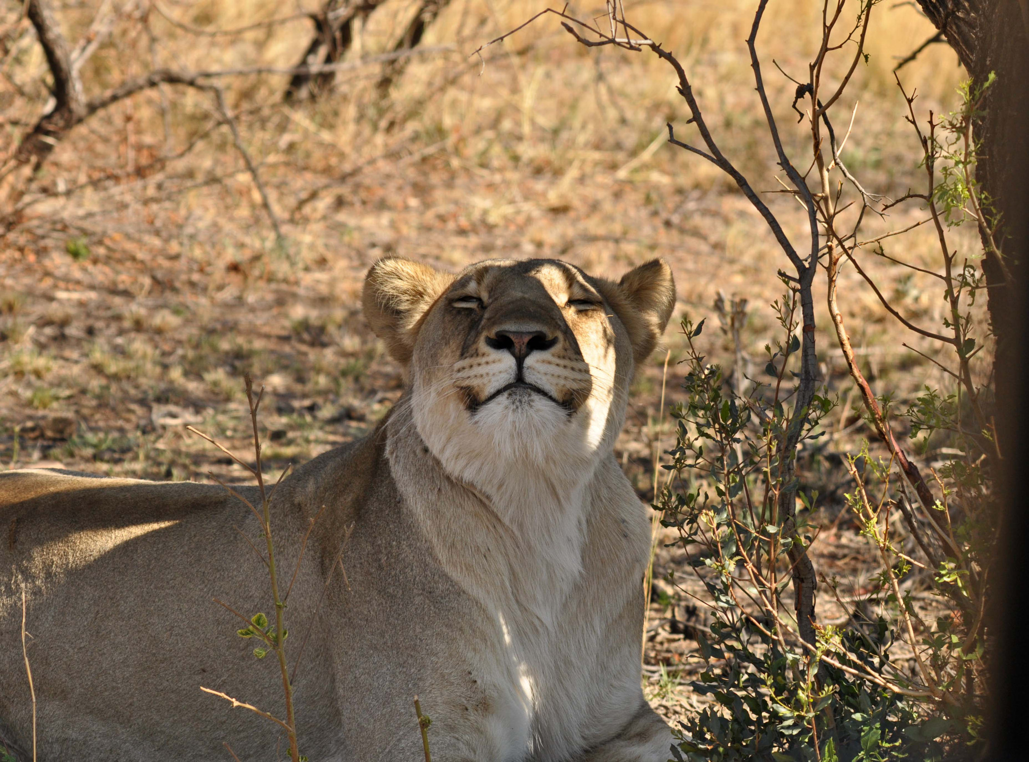Nikon D90 sample photo. Pregnant female lion. photography