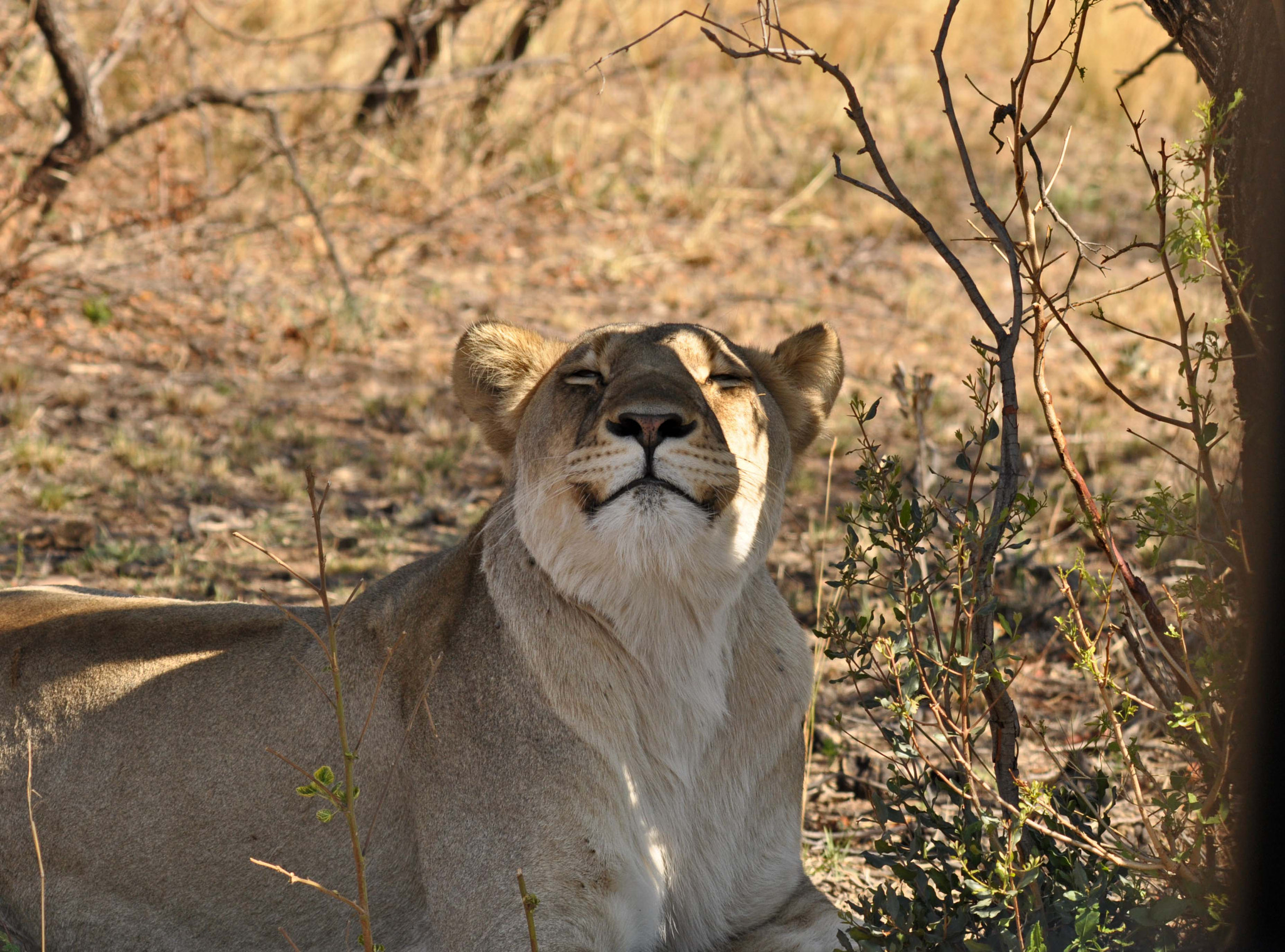 Nikon D90 + Sigma 150-500mm F5-6.3 DG OS HSM sample photo. Pregnant female lion. photography