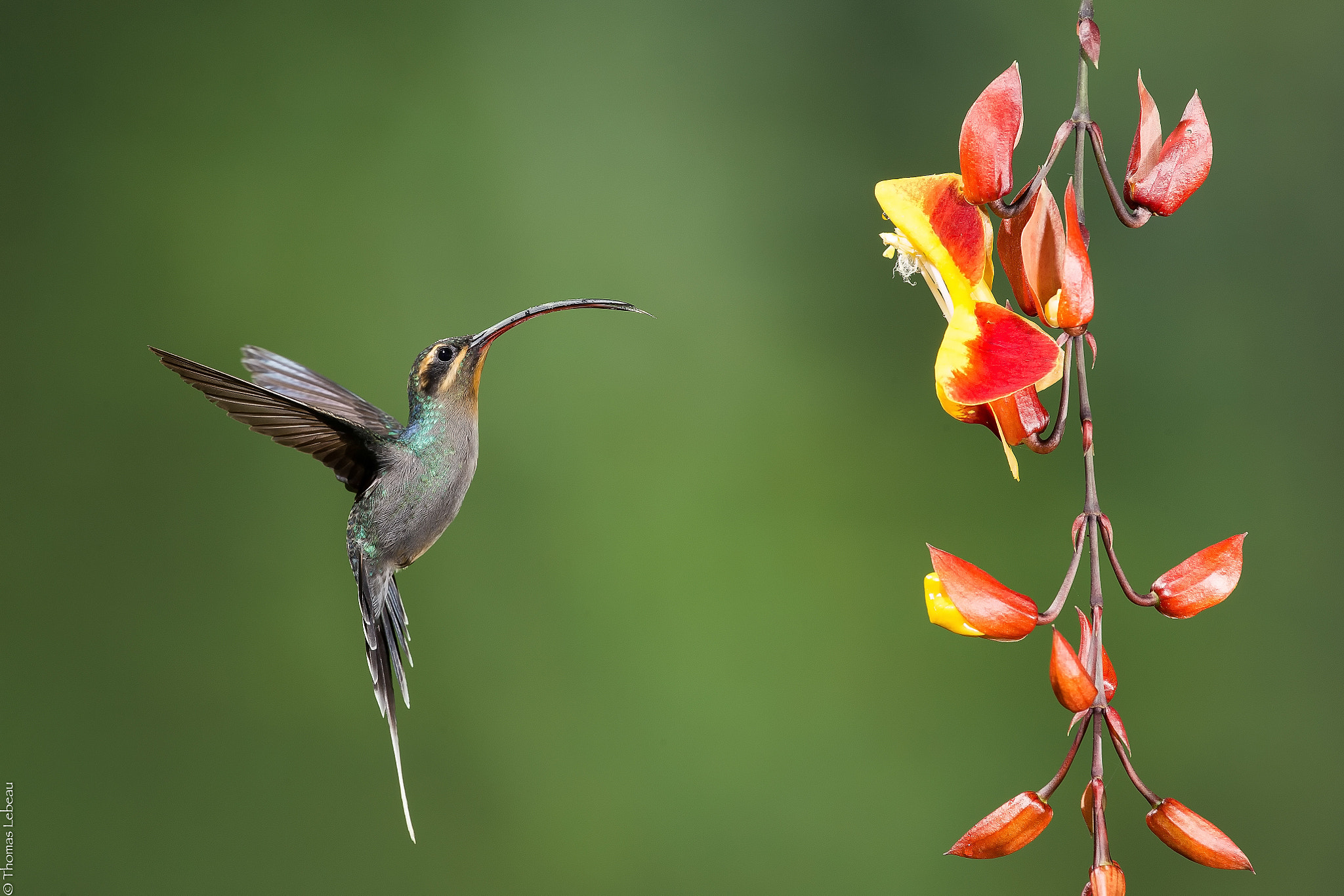 Canon EOS-1D X sample photo. Green hermit photography