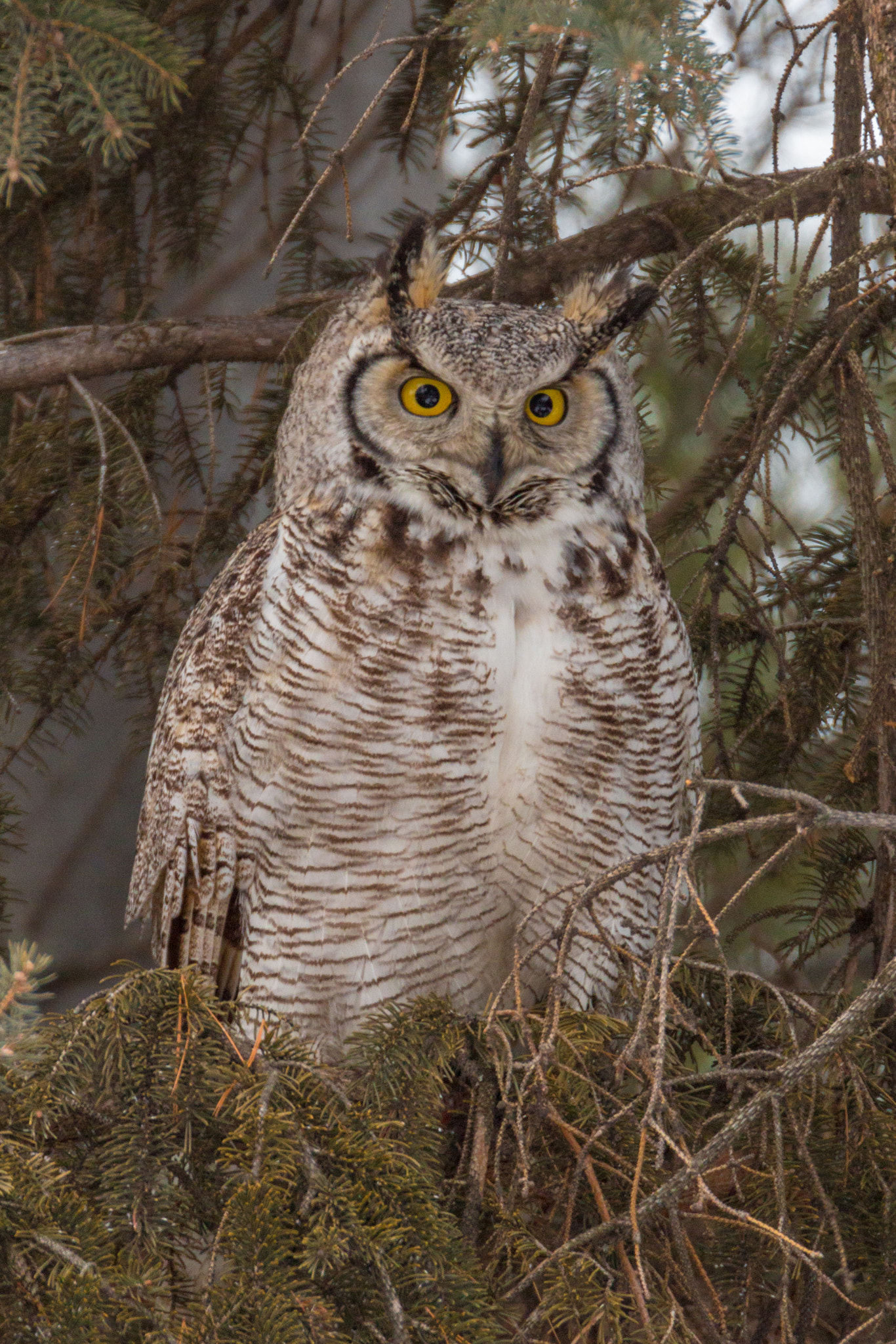 Tamron SP 150-600mm F5-6.3 Di VC USD sample photo. Great horned owl photography