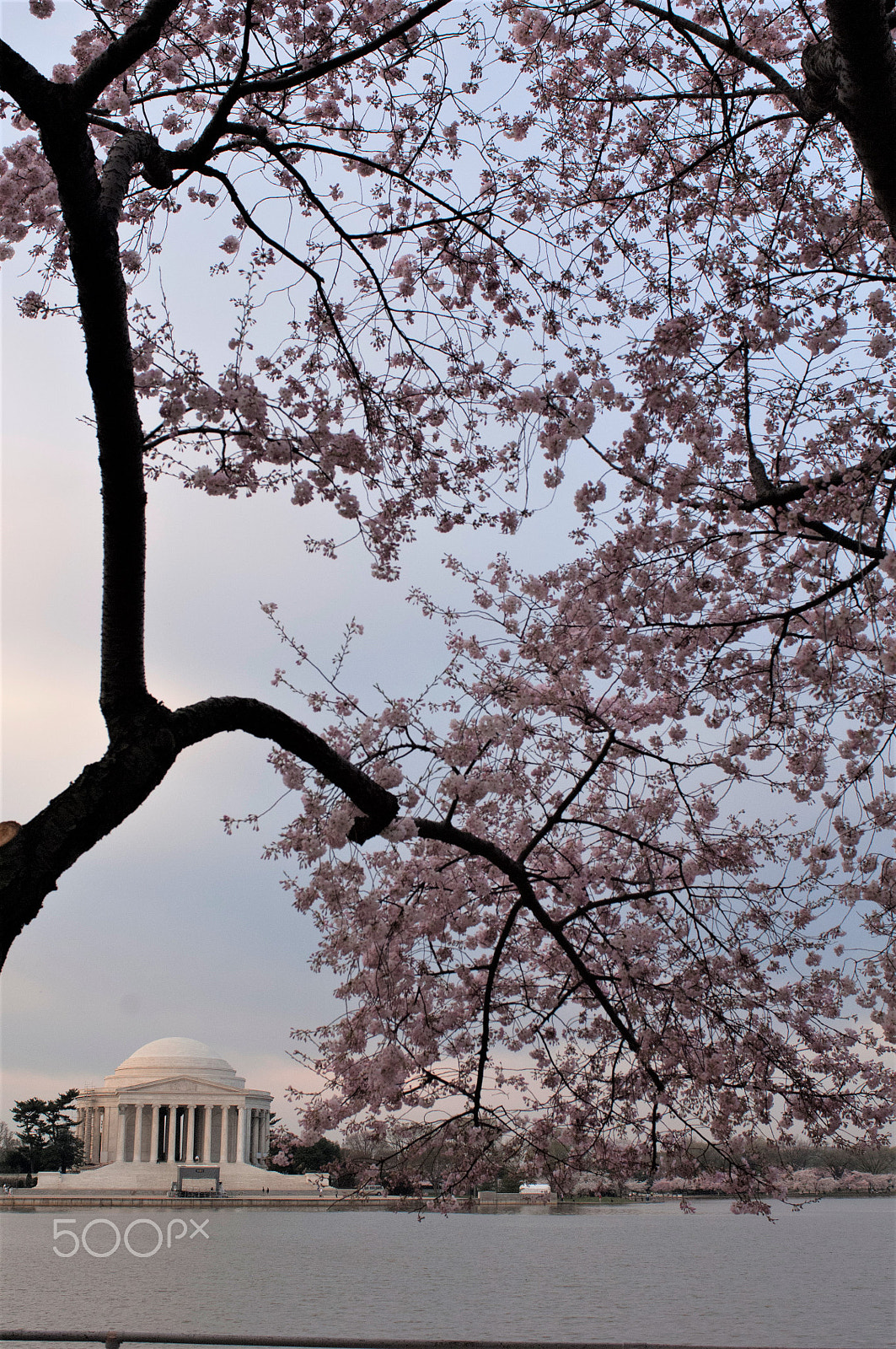 Nikon D2X + Nikon AF-S Nikkor 28-70mm F2.8 ED-IF sample photo. Cherry blossom in washington dc 4 photography