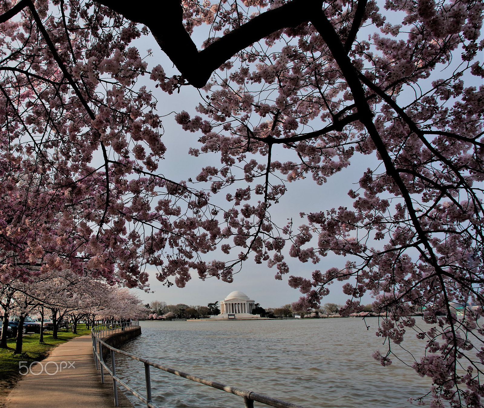 Nikon AF Nikkor 14mm F2.8D ED sample photo. Cherry blossom in washington dc 3 photography