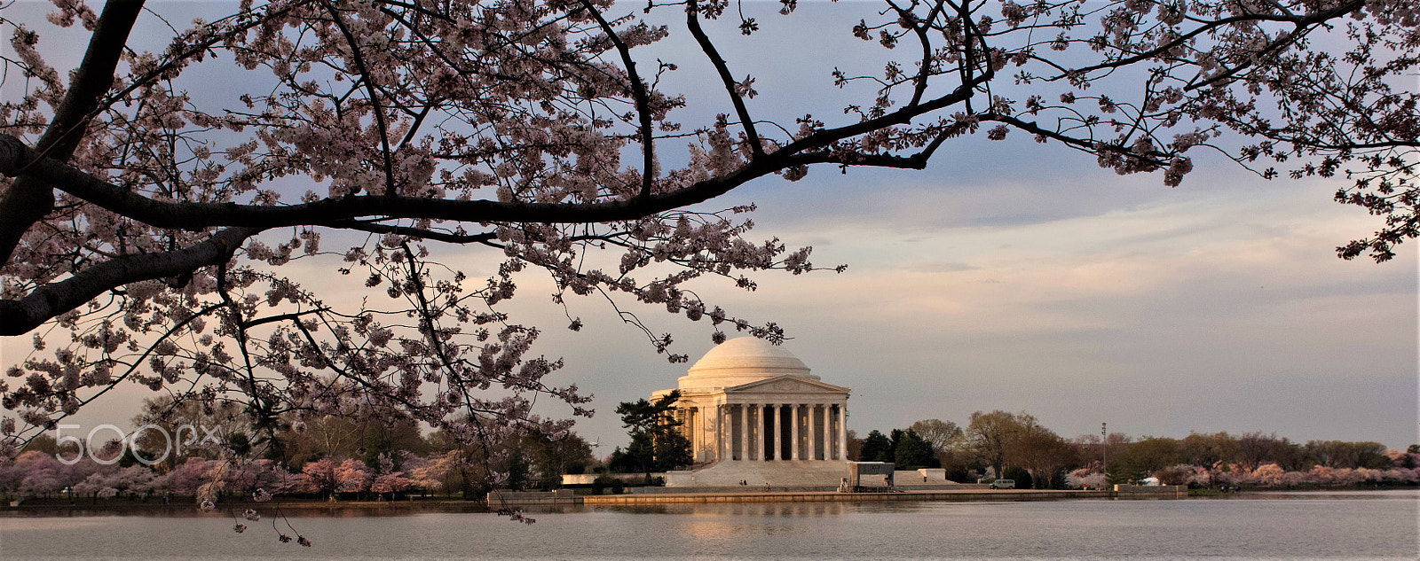 Nikon D2X + Nikon AF-S Nikkor 28-70mm F2.8 ED-IF sample photo. Cherry blossom in washington dc 2 photography