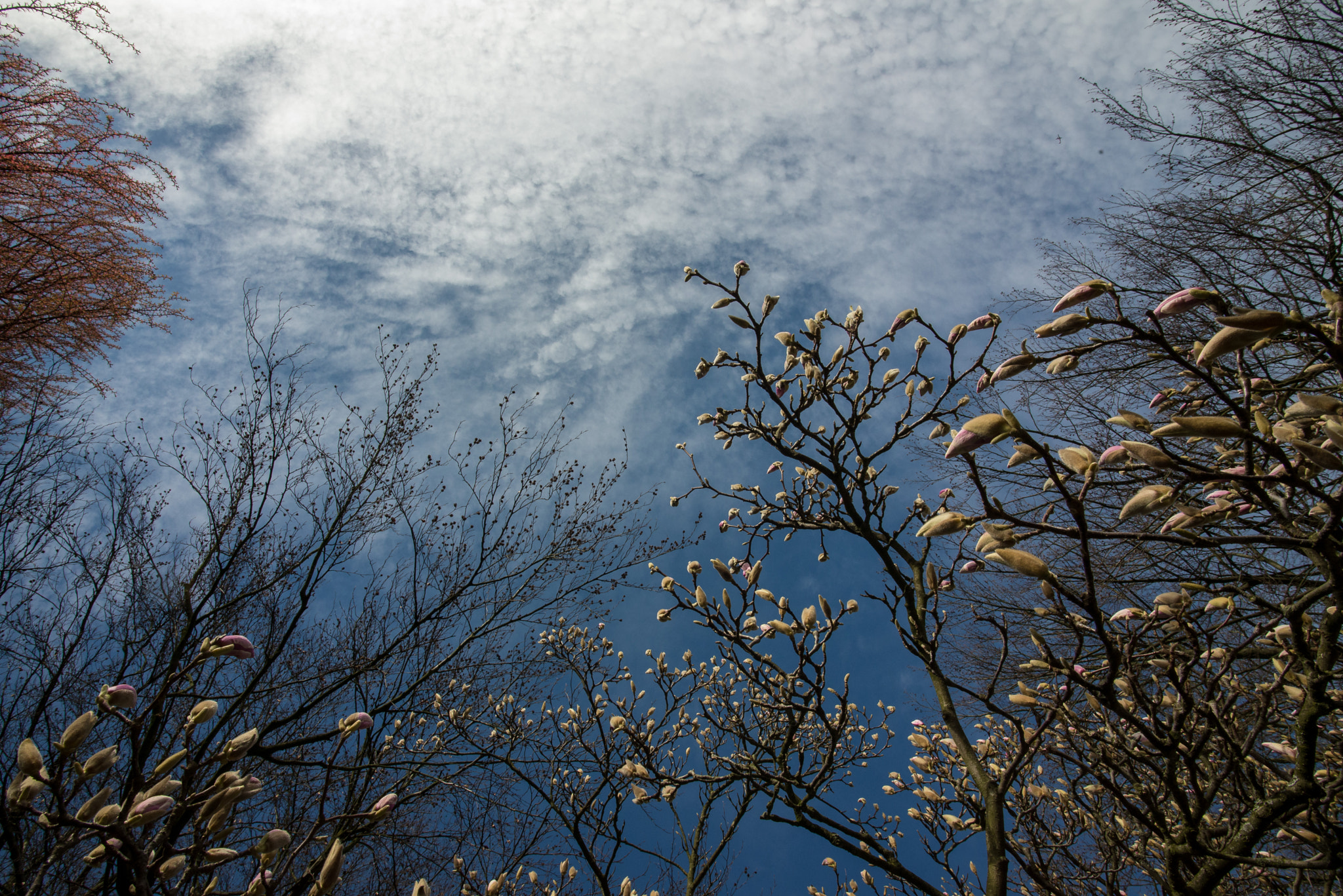 Nikon D600 sample photo. Early spring sky photography