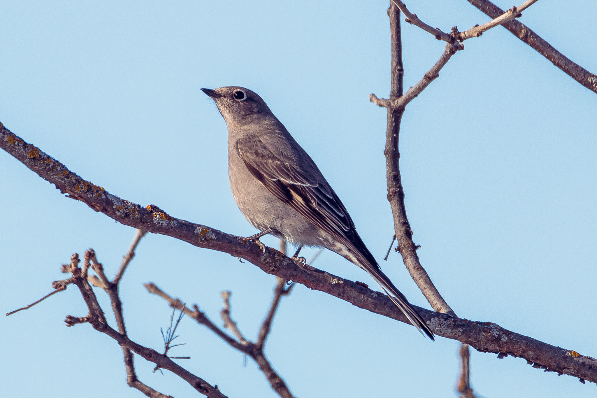 Tamron SP 150-600mm F5-6.3 Di VC USD sample photo. Townsend's solitaire photography