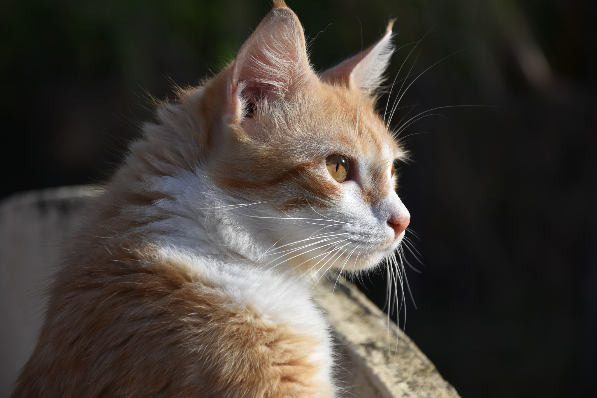 Nikon D5600 sample photo. Tim photography
