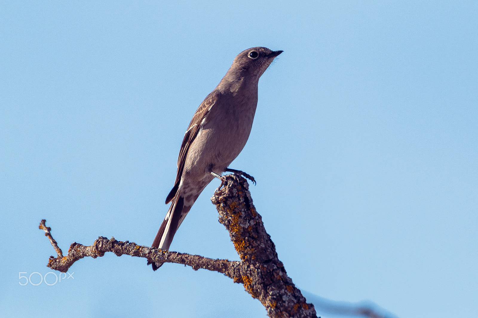 Tamron SP 150-600mm F5-6.3 Di VC USD sample photo. Townsend's solitaire photography