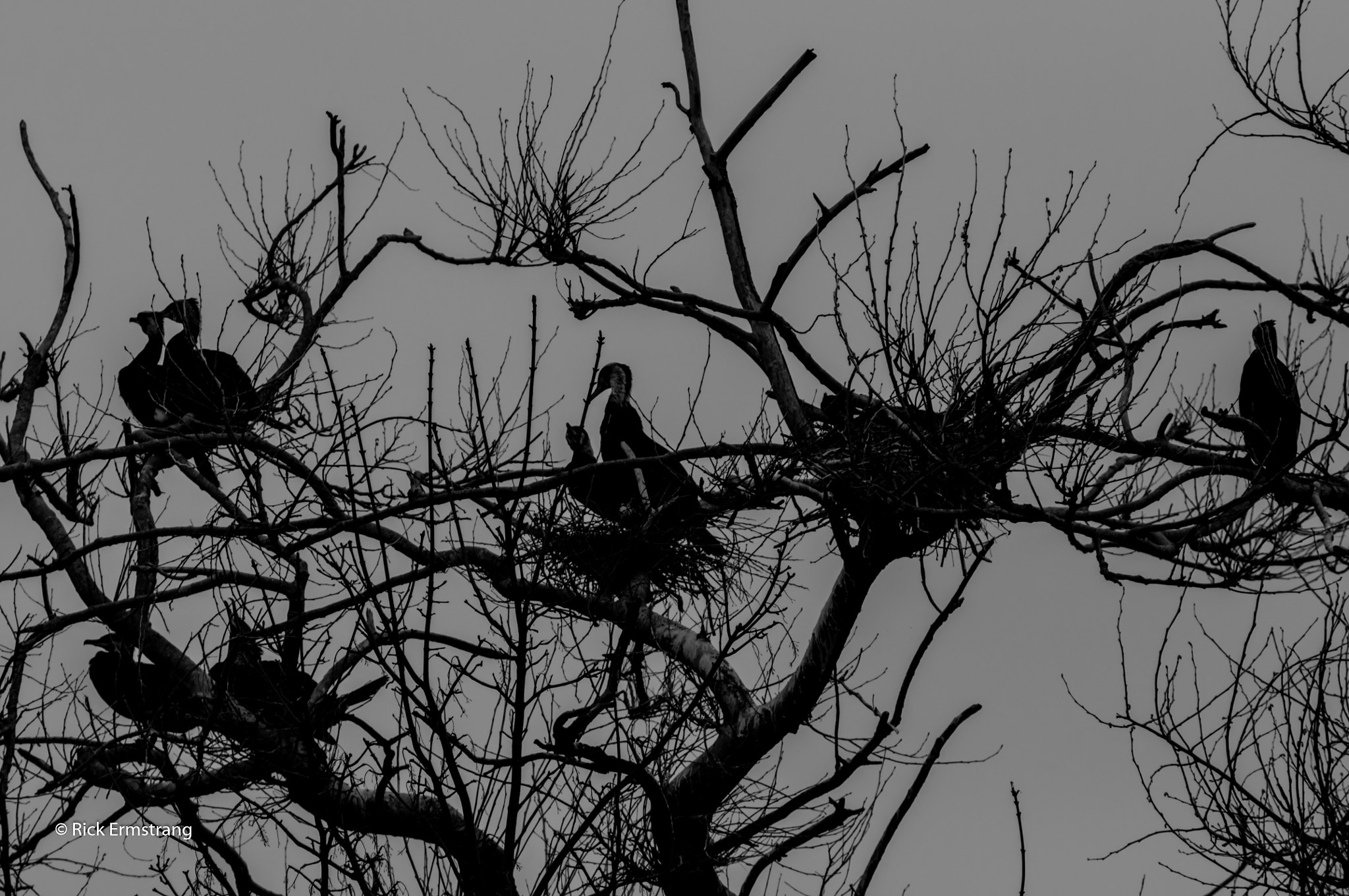 Nikon D90 sample photo. Cormorants photography