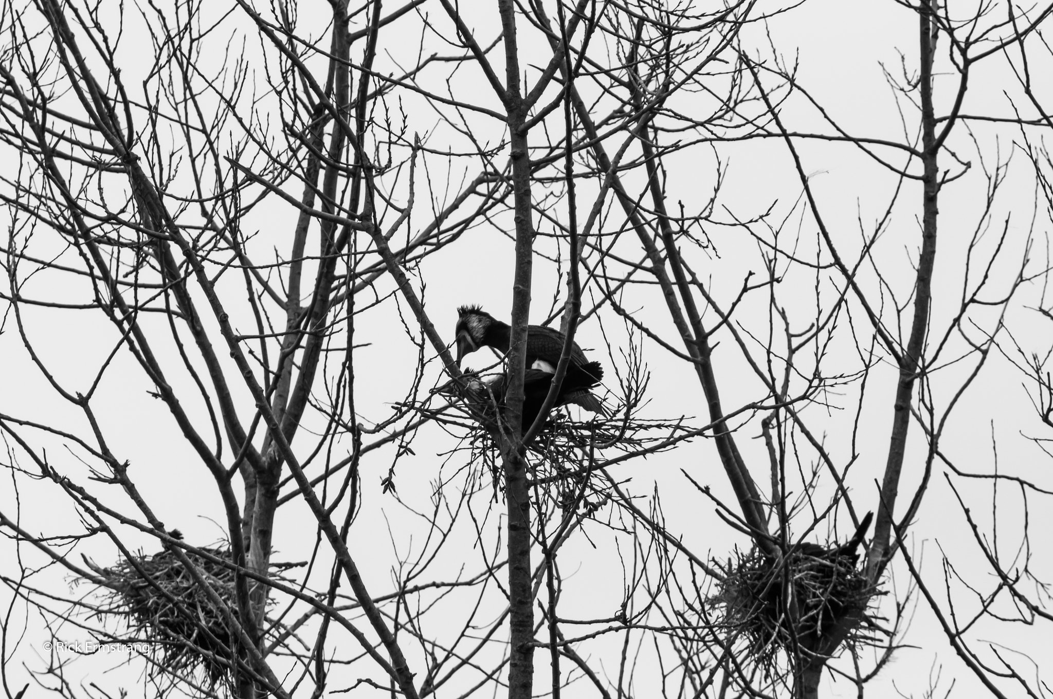 Nikon D90 + AF Nikkor 180mm f/2.8 IF-ED sample photo. Cormorants just have fun or... photography